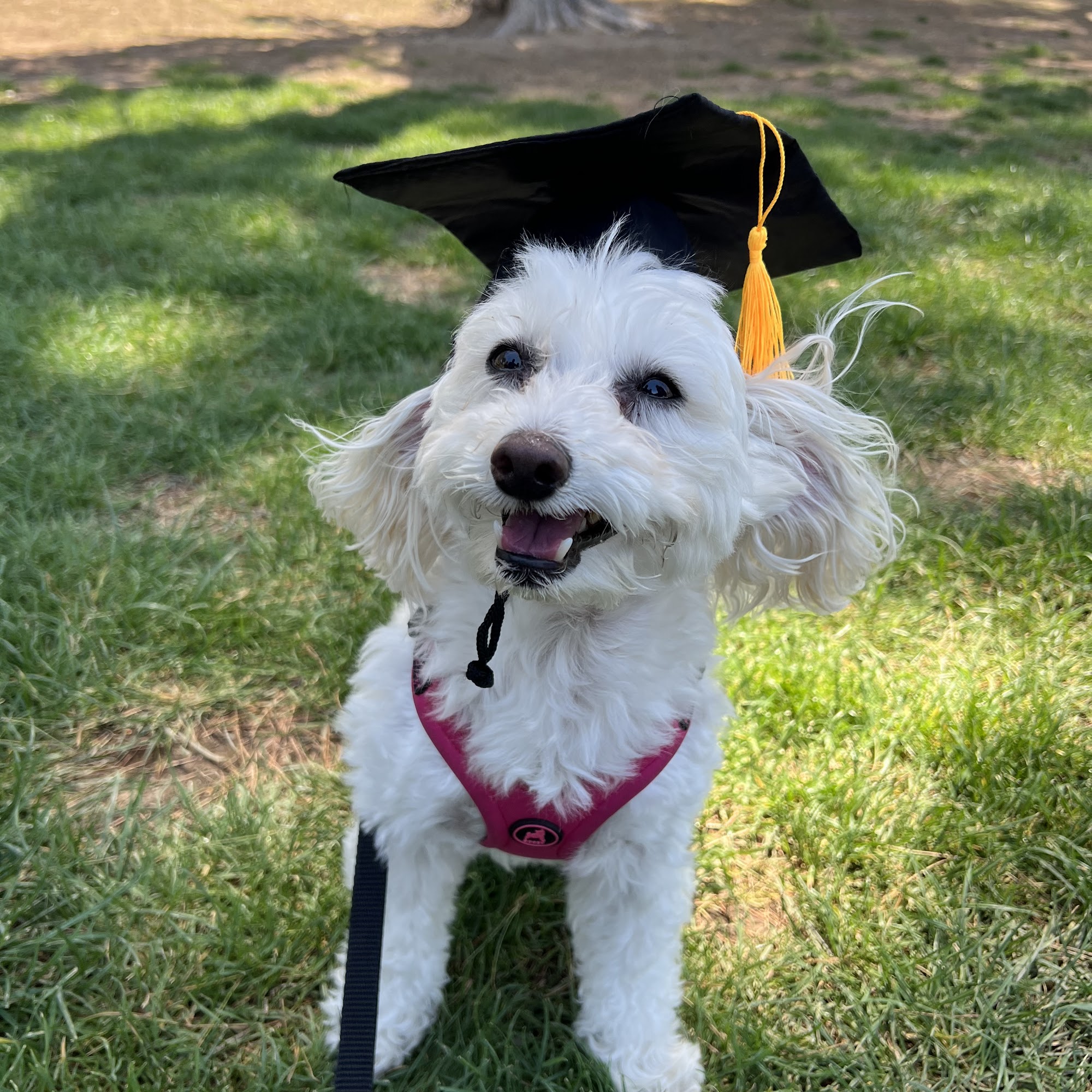 Start Pawsitive Dog Training Tucson