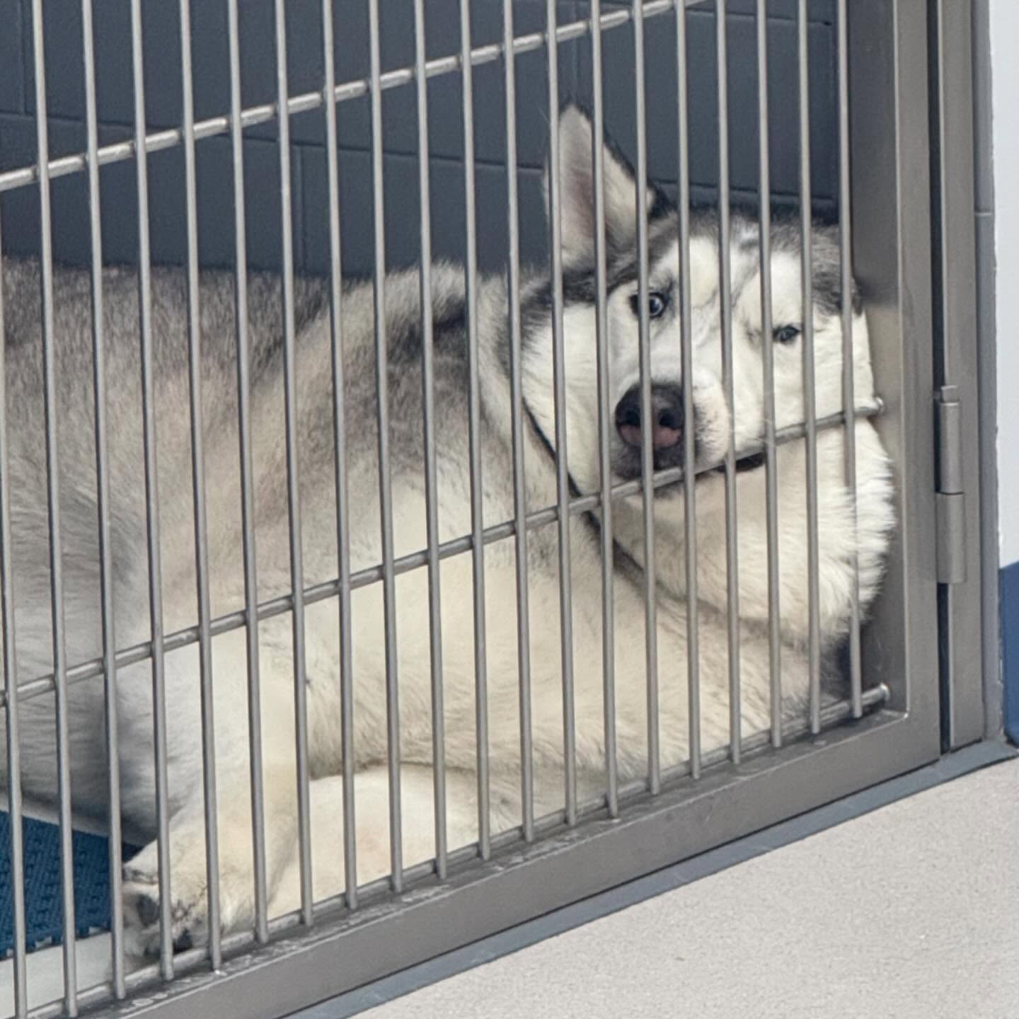 Saguaro Veterinary Surgery Tucson