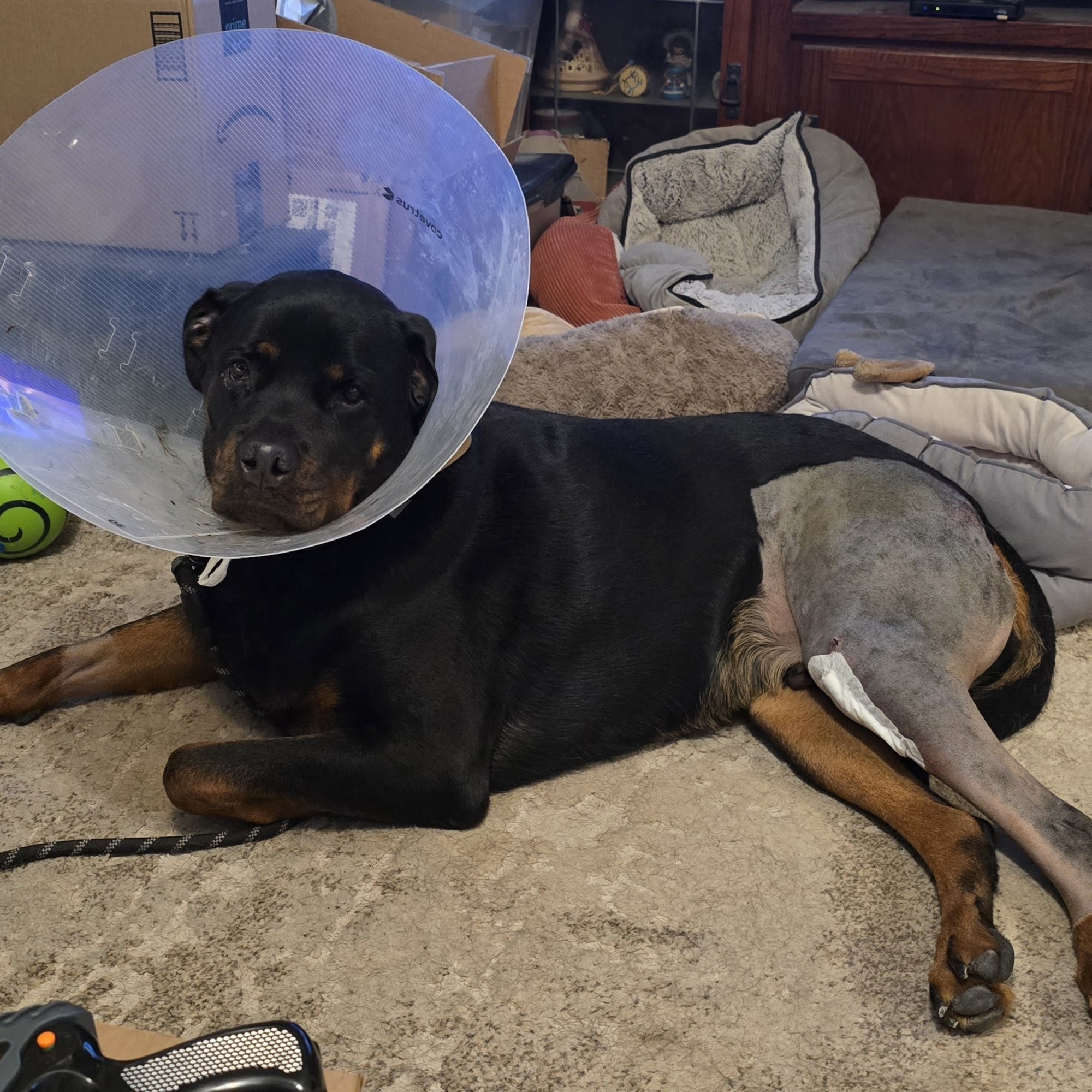 Saguaro Veterinary Surgery Tucson