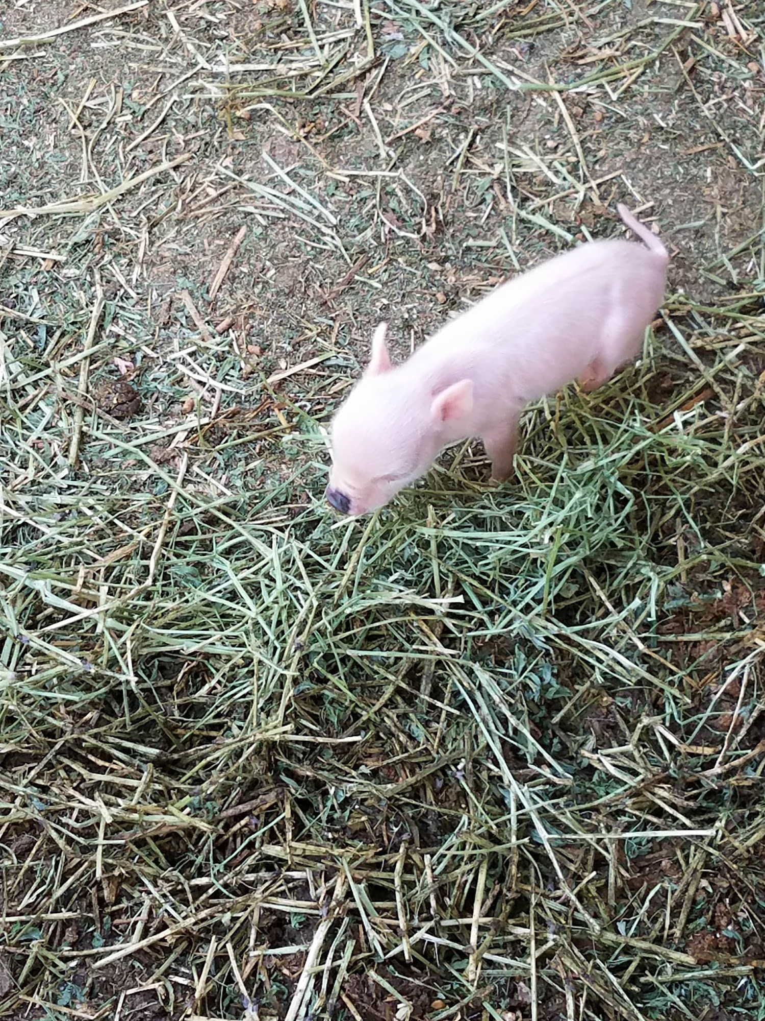 HoofsnHorns Farm Sanctuary Tucson