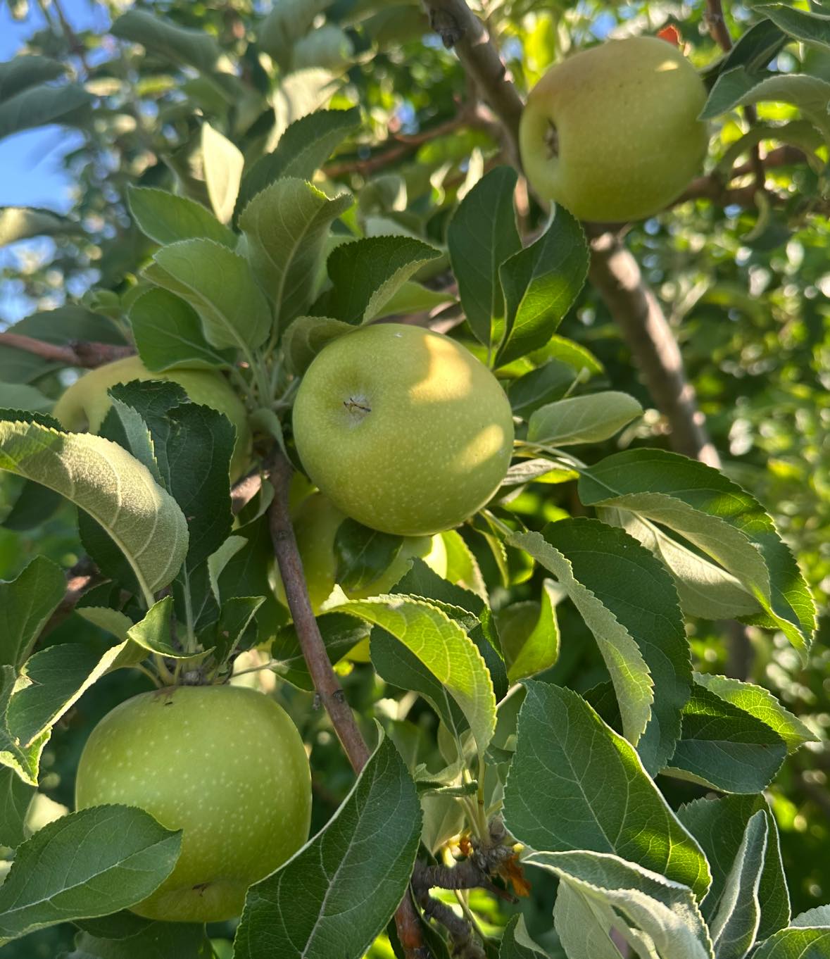 Howard's Orchard Tucson