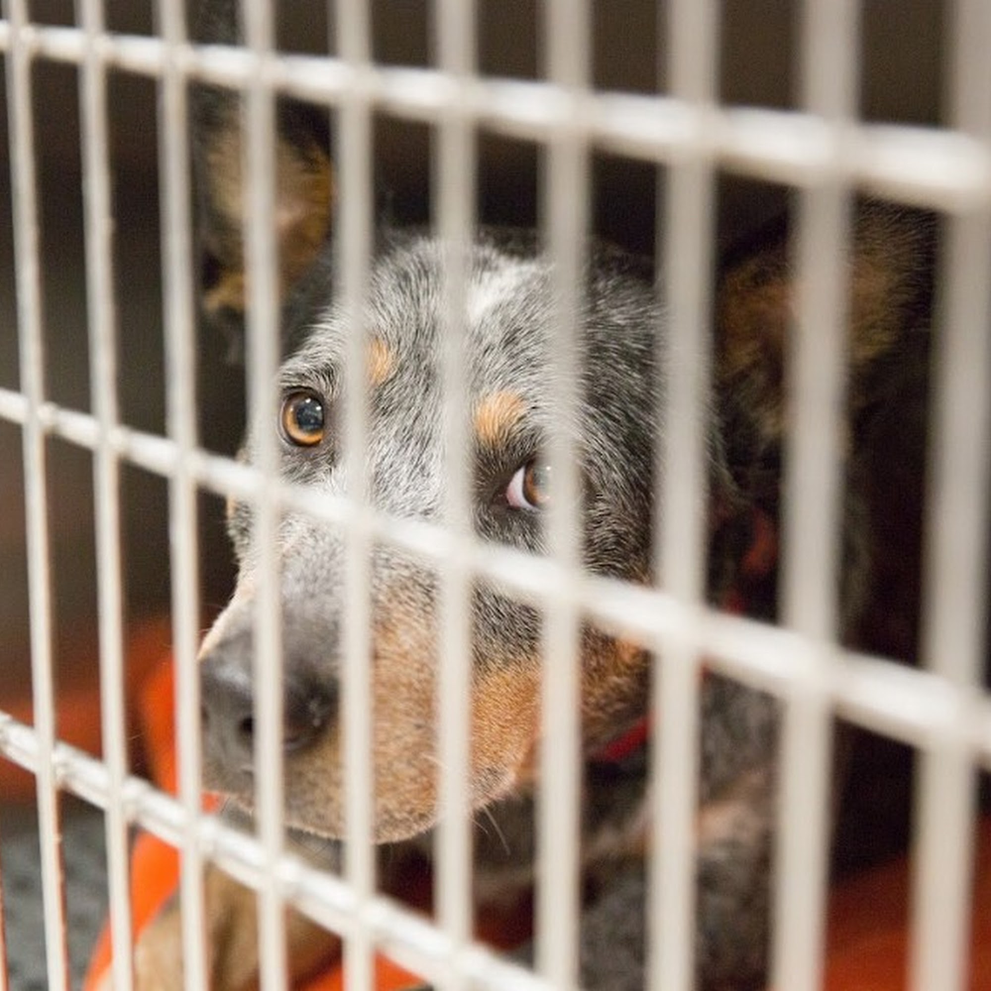 Tucson Veterinary Urgent Care 4832 E Speedway Blvd, Tucson Arizona 85712