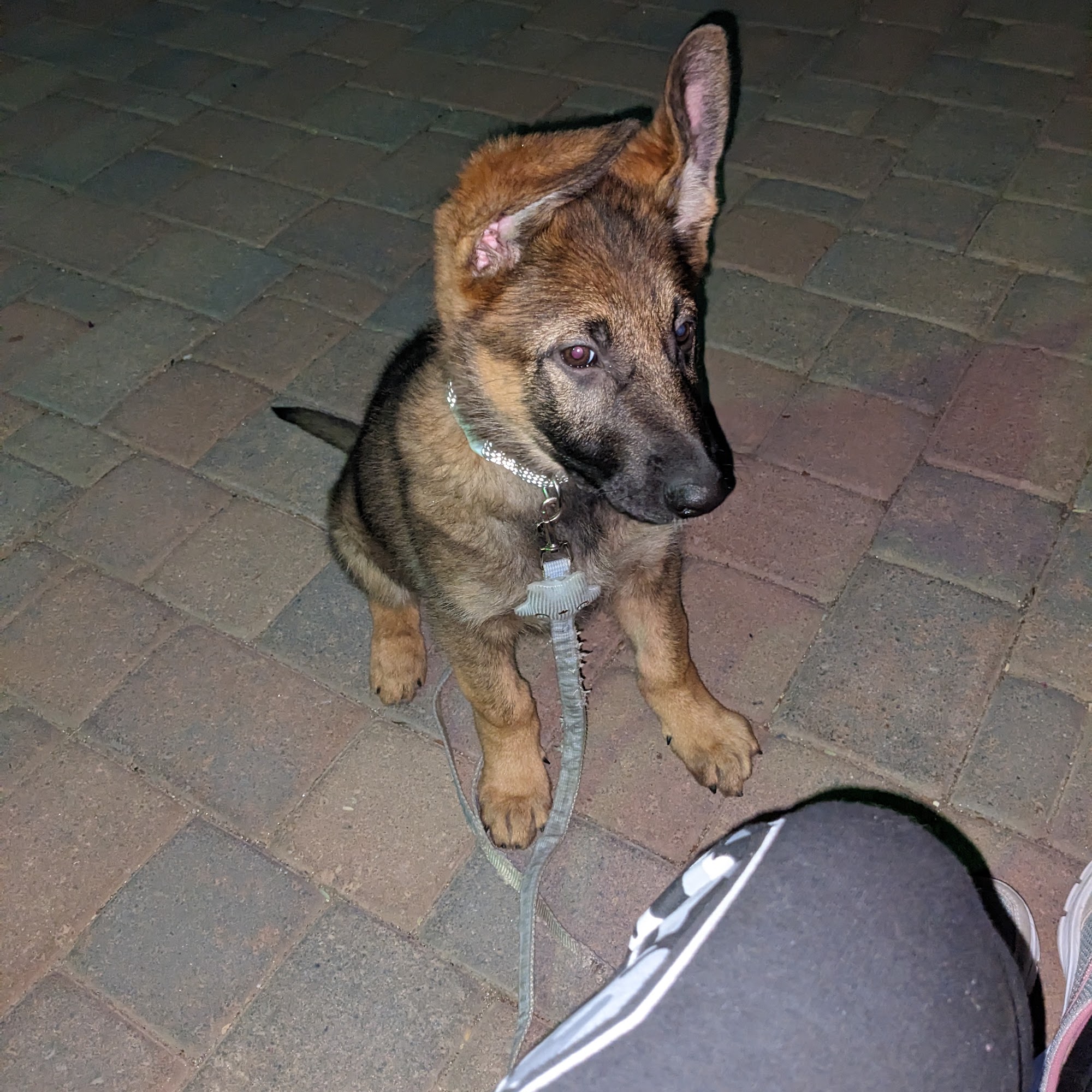 Zauberberg! German Shepherd Breeder and Dog Training in Tucson 6030 S Camino Verde, Tucson Arizona 85757