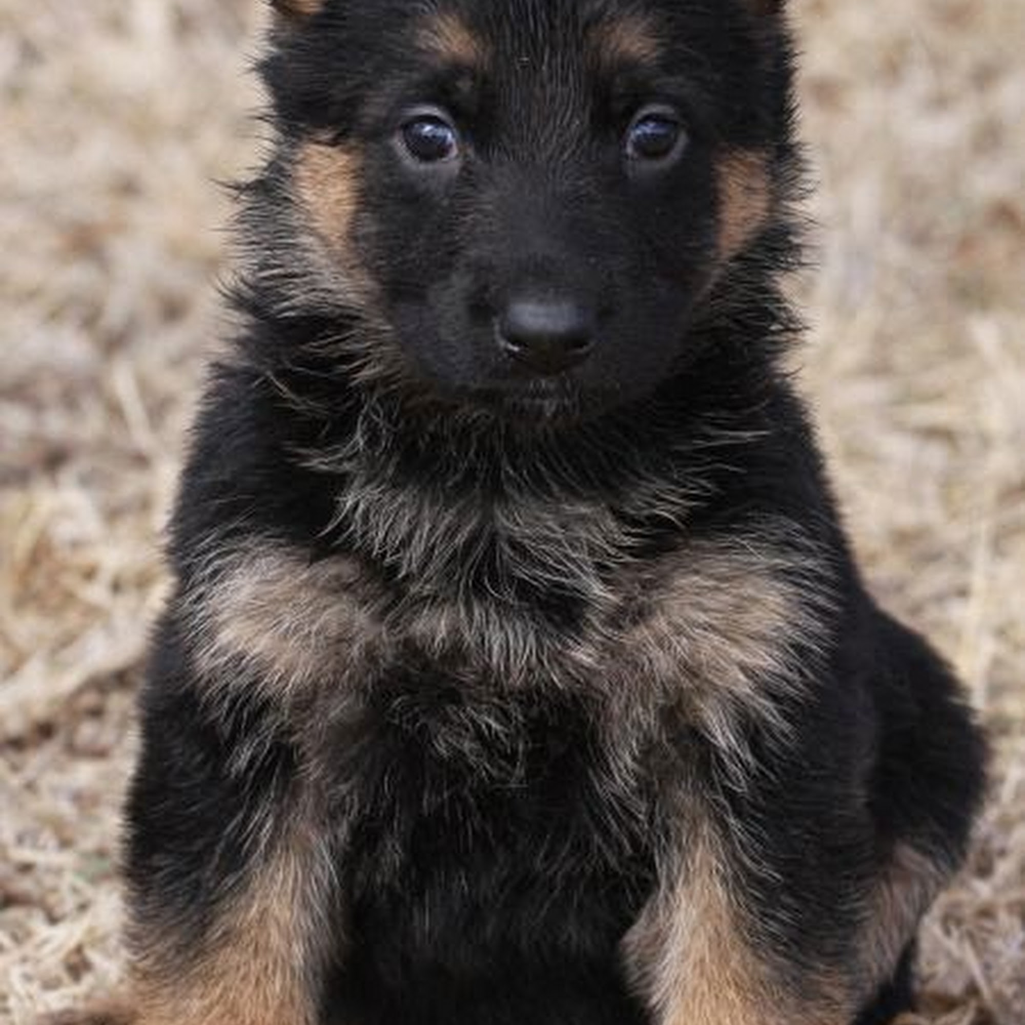 Zauberberg! German Shepherd Breeder and Dog Training in Tucson 6030 S Camino Verde, Tucson, AZ 85757
