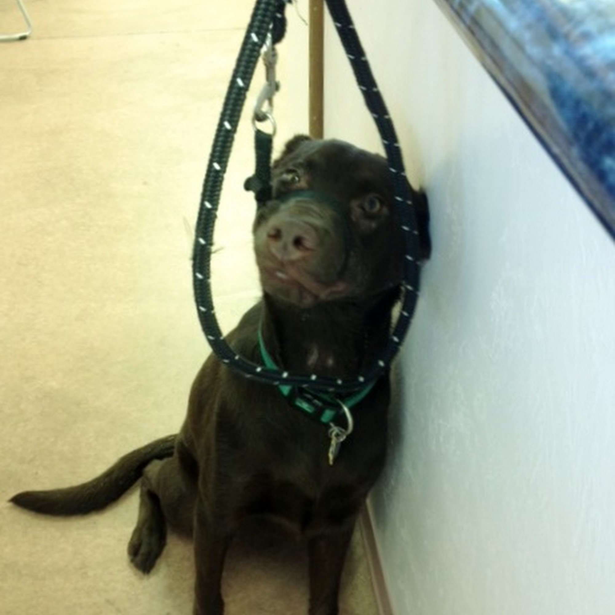 Mountain View Animal Clinic Vail