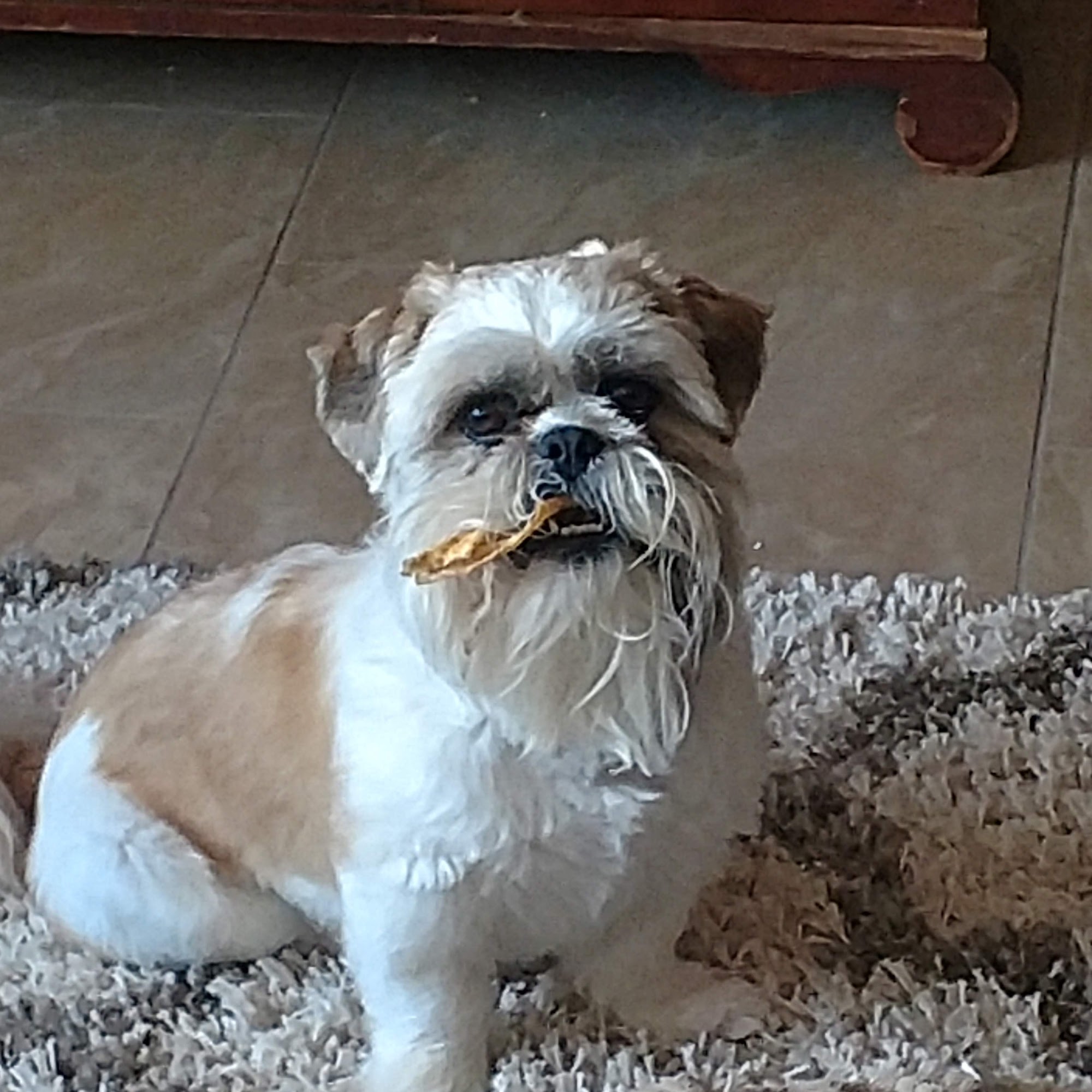 Got Dogs Grooming (shop only, not mobile) Vail