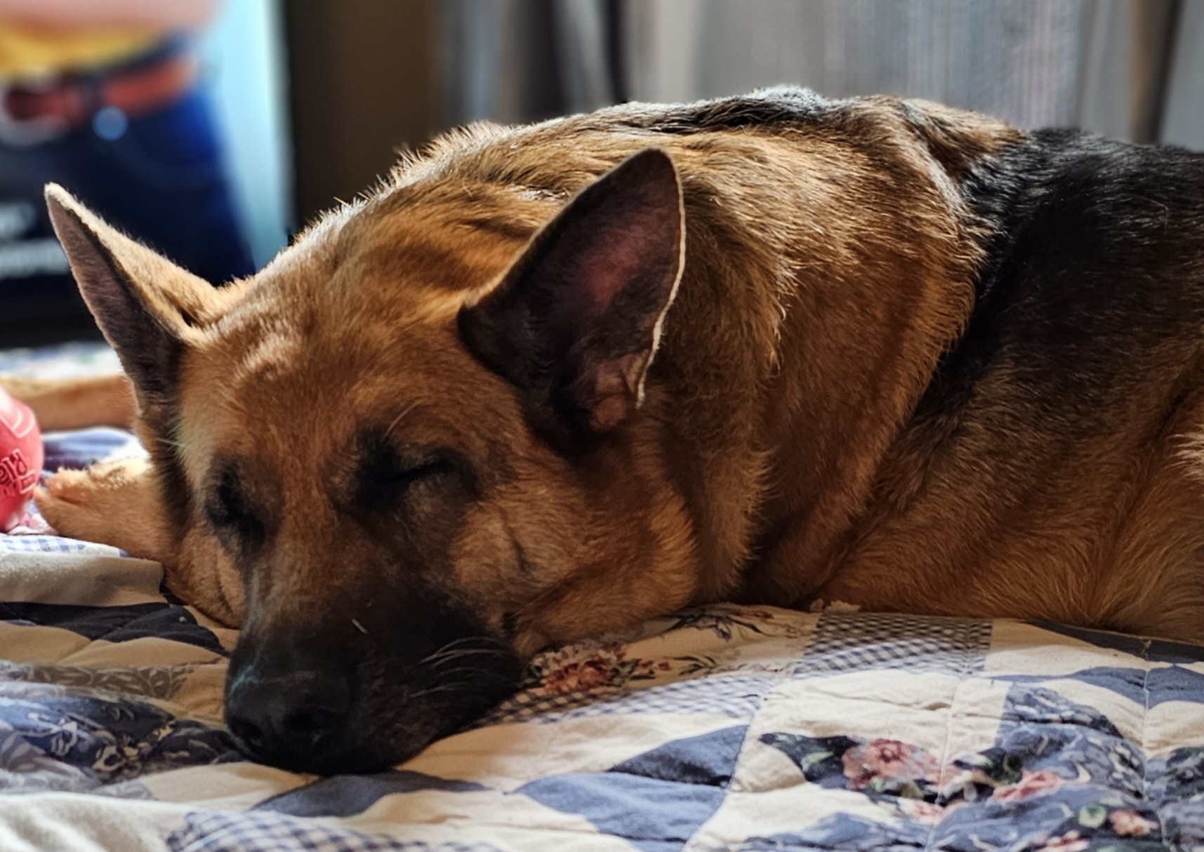 Von Weiss Kennels 21219 N Red Mountain Dr, White Hills Arizona 86445