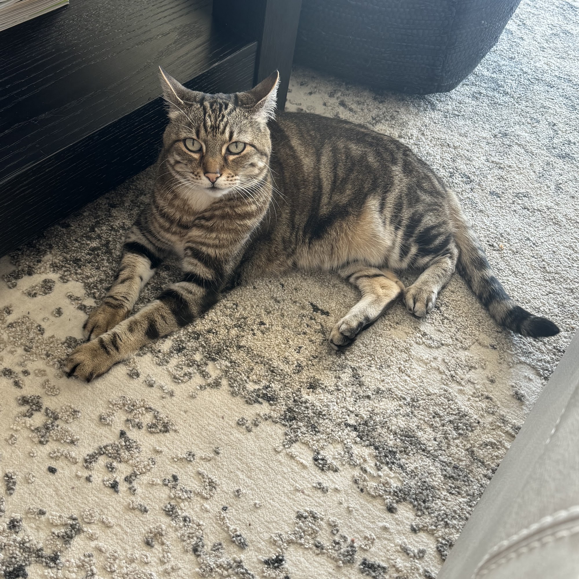 Wickenburg Veterinary Clinic Wickenburg