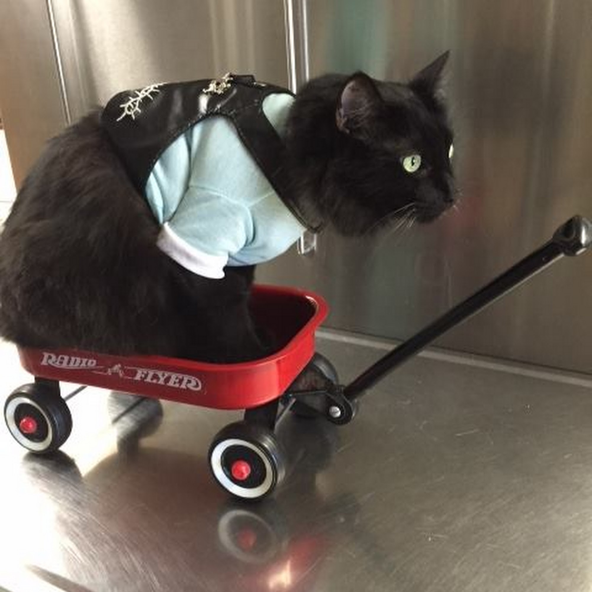 Hassayampa Veterinary Services Wickenburg