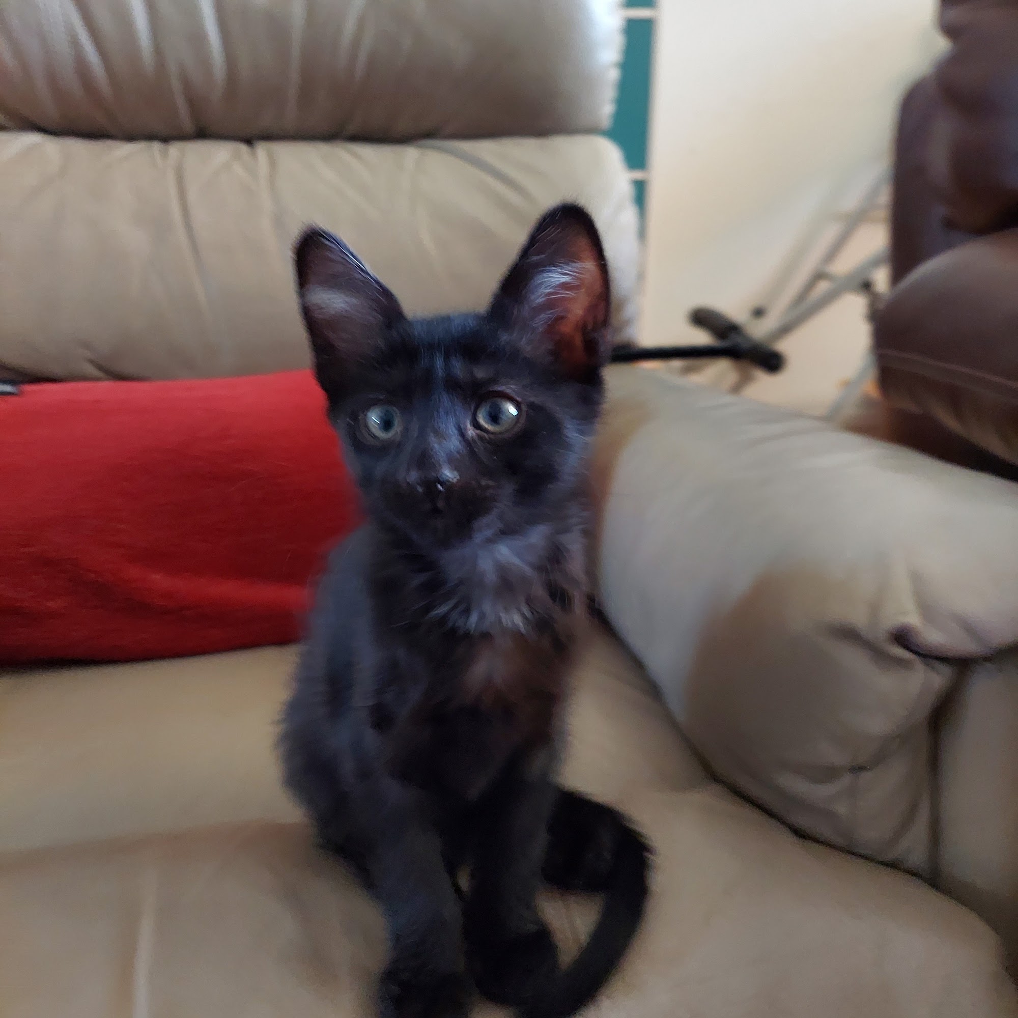 Regusa Rick DVM Wickenburg