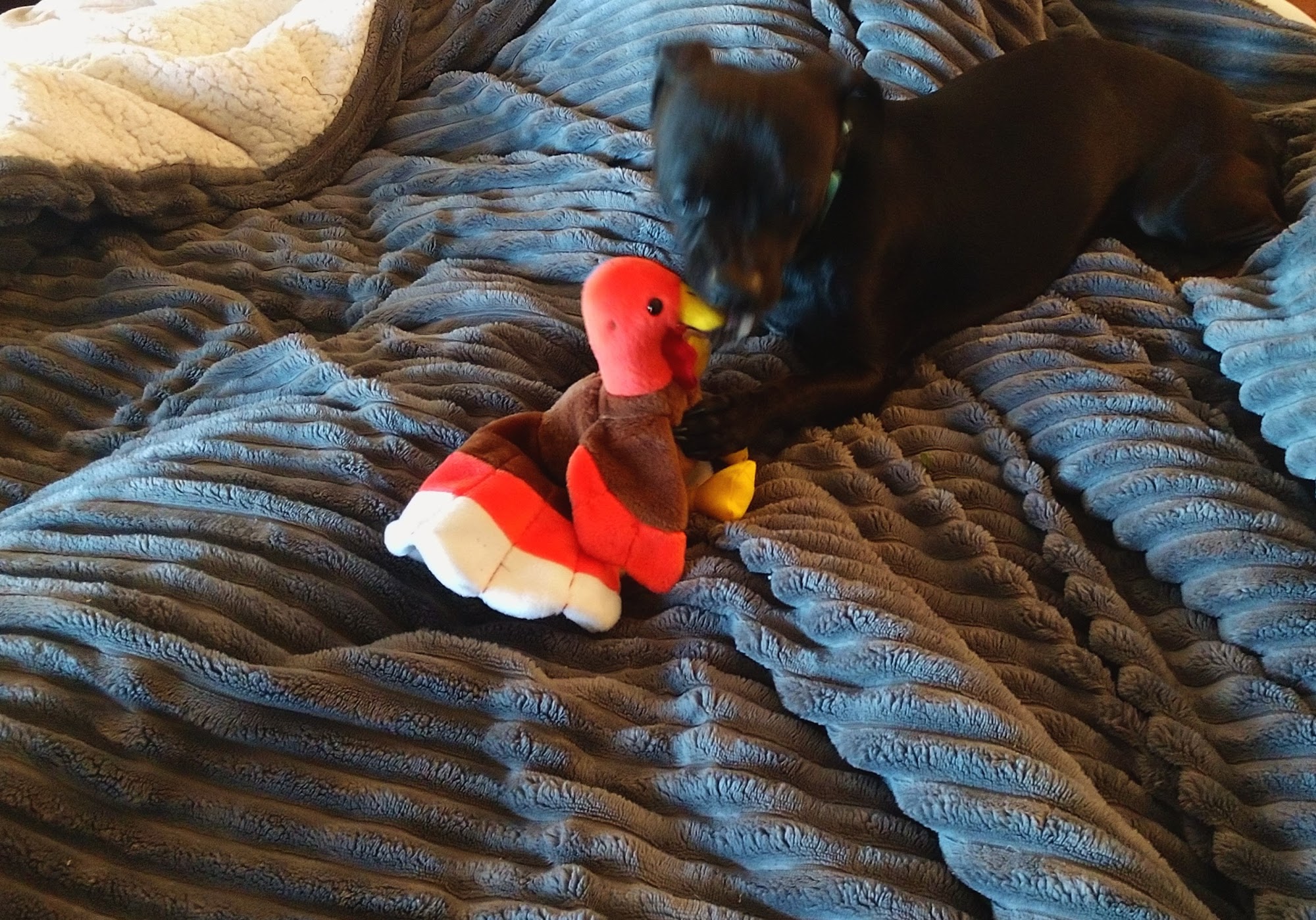 Humane Society Of Wickenburg Wickenburg