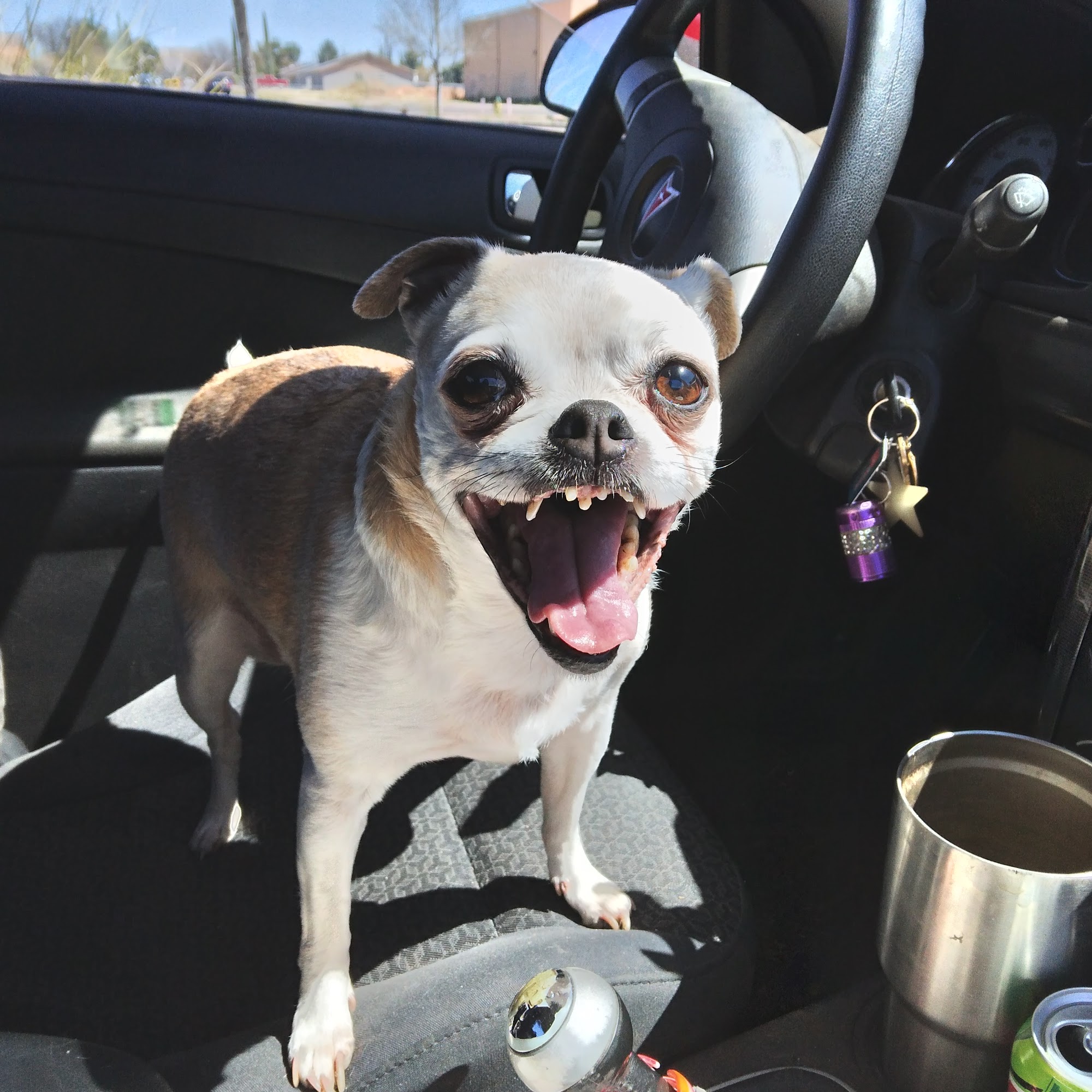 Cochise County Animal Hospital Willcox