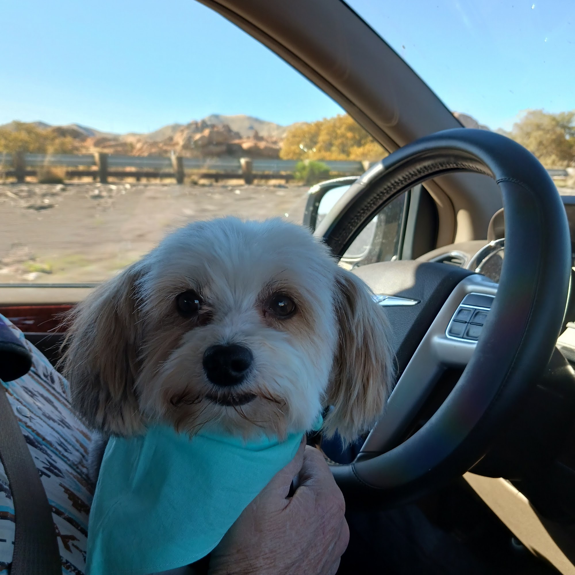 Sunny Skye’s Dog Grooming LLC Willcox