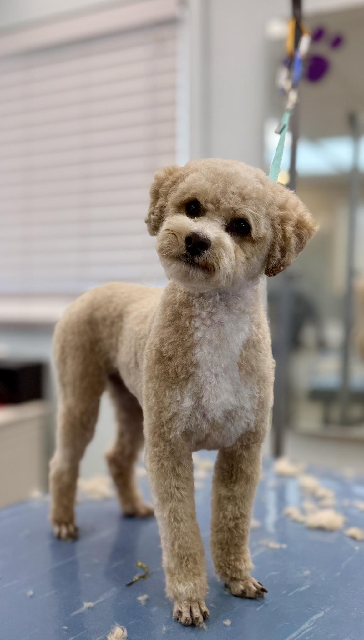 Sunny Skye’s Dog Grooming LLC Willcox