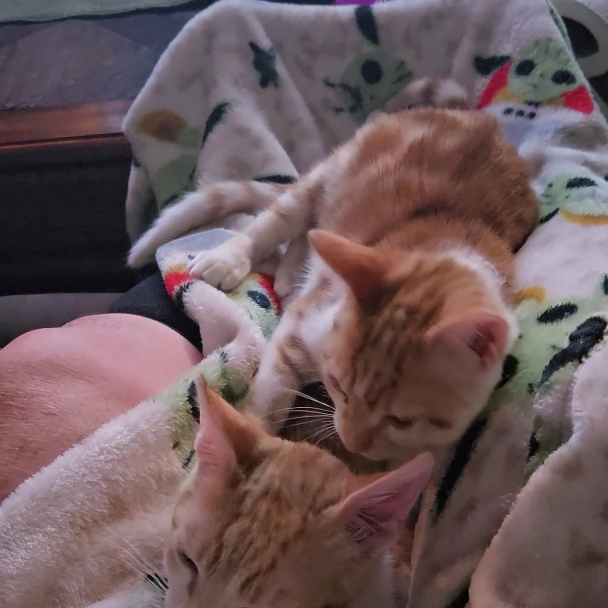 Sun Cities 4 Paws Rescue Youngtown