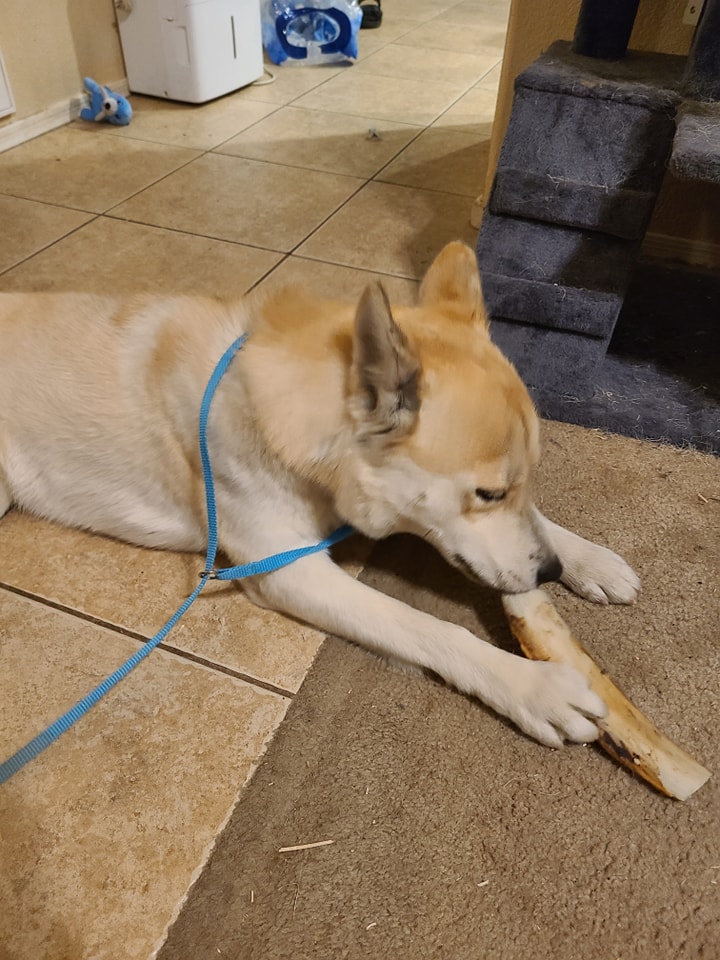 Spoiled Rotten Pet Salon Youngtown