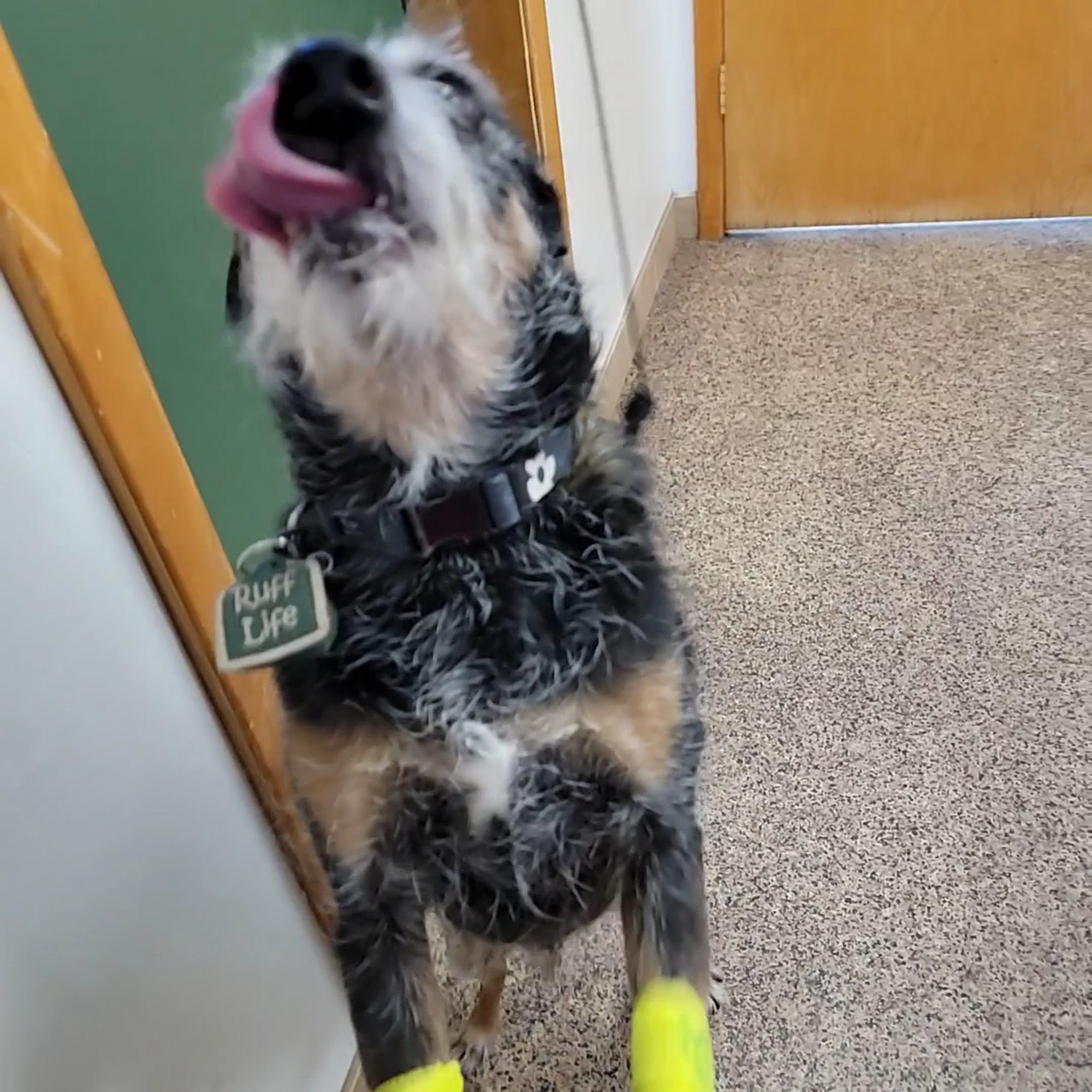 Desert Veterinary Clinic Yuma