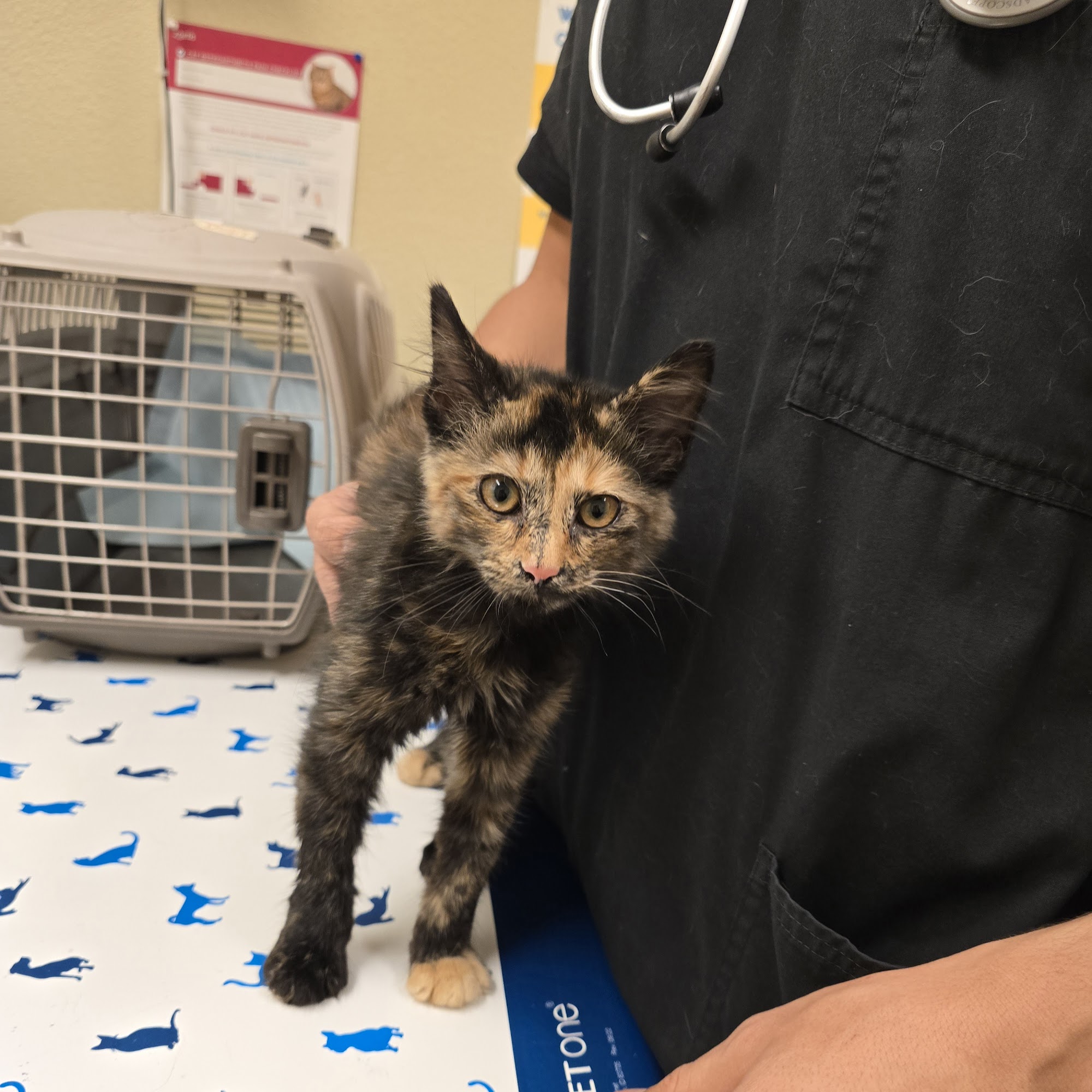 Ironwood Veterinary Clinic Yuma