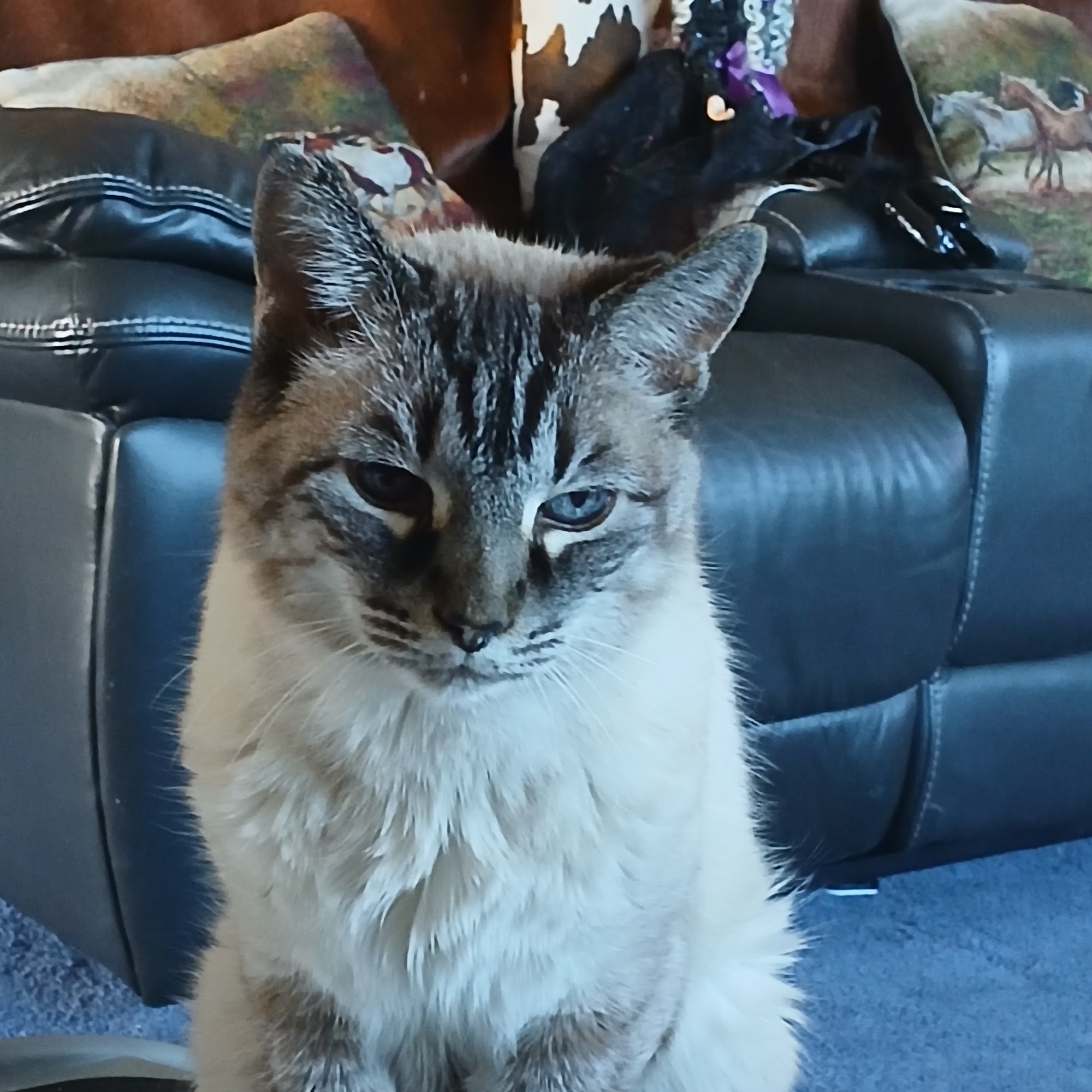 Foothills Animal Hospital Emergency and Specialty Center Yuma