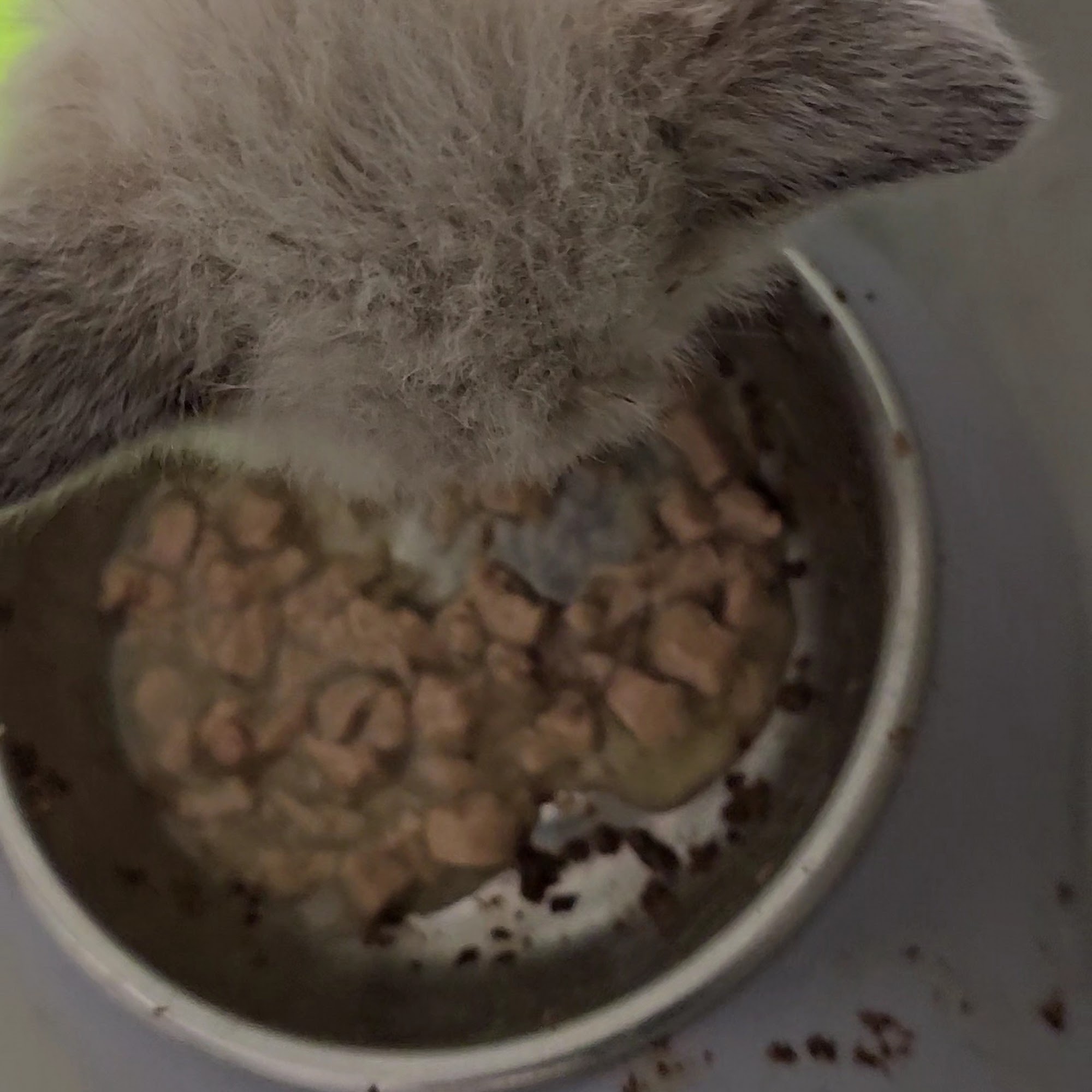 Humane Society of Yuma Yuma