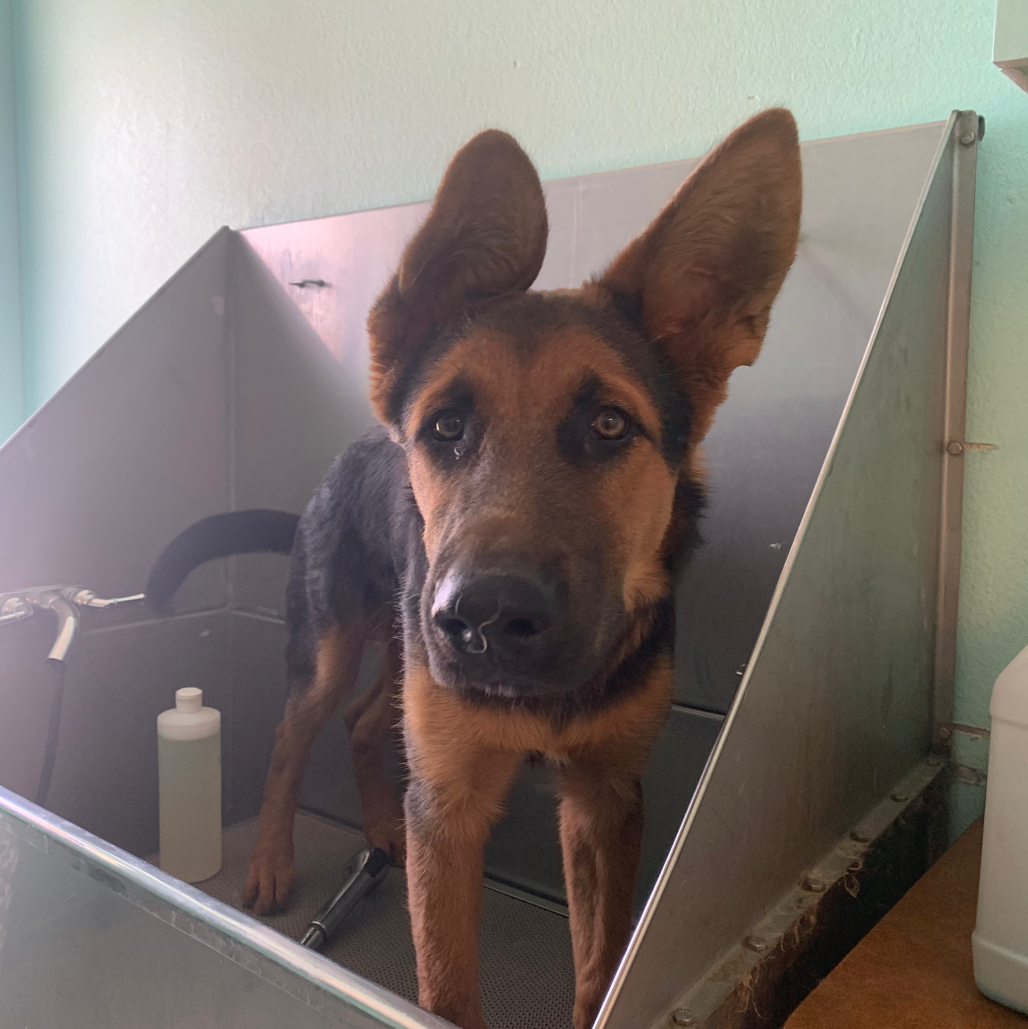 A Dog Gone Good Grooming Yuma