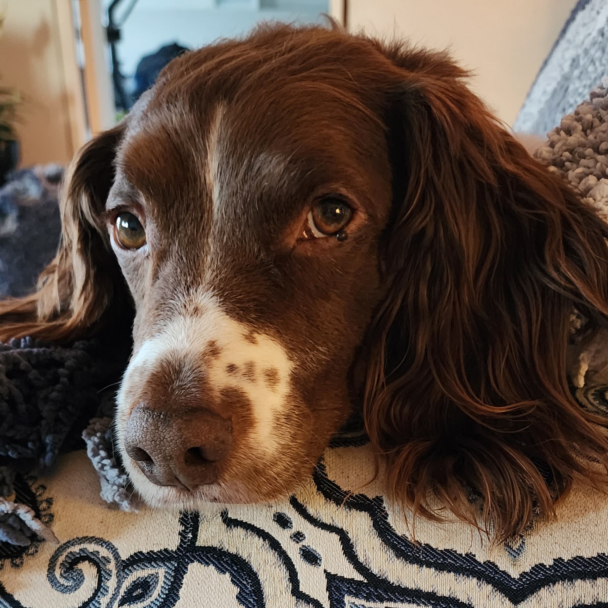 K9 Klip n Klean 100 Mile House