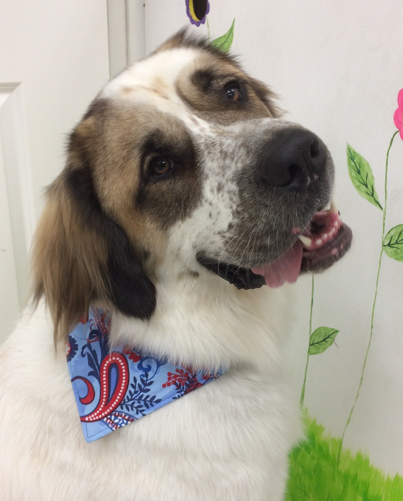 Doggy Shop Grooming Abbotsford