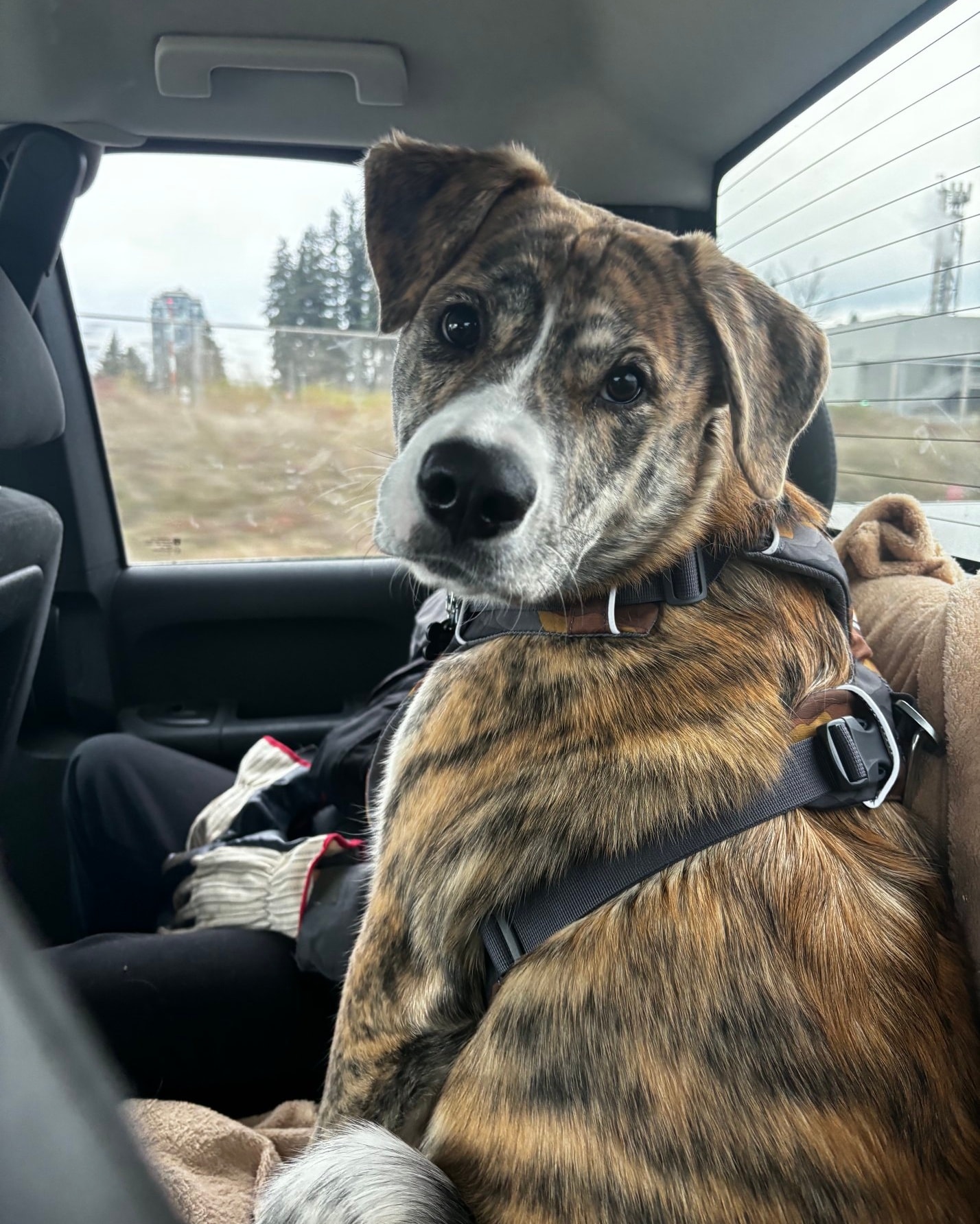 Just About Pets Wellness Centre Abbotsford