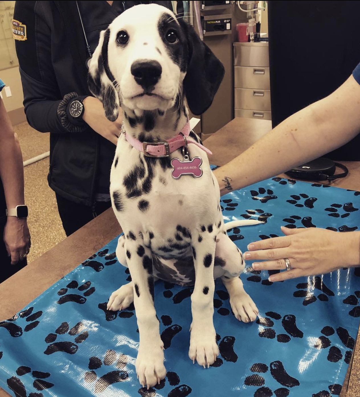 Ellwood Park Animal Hospital Abbotsford