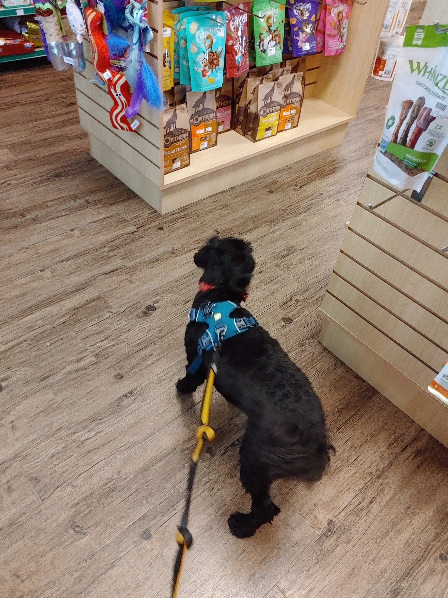 Tail Blazers Abbotsford Abbotsford