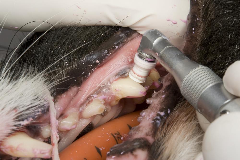 Gladwin Veterinary Clinic Abbotsford