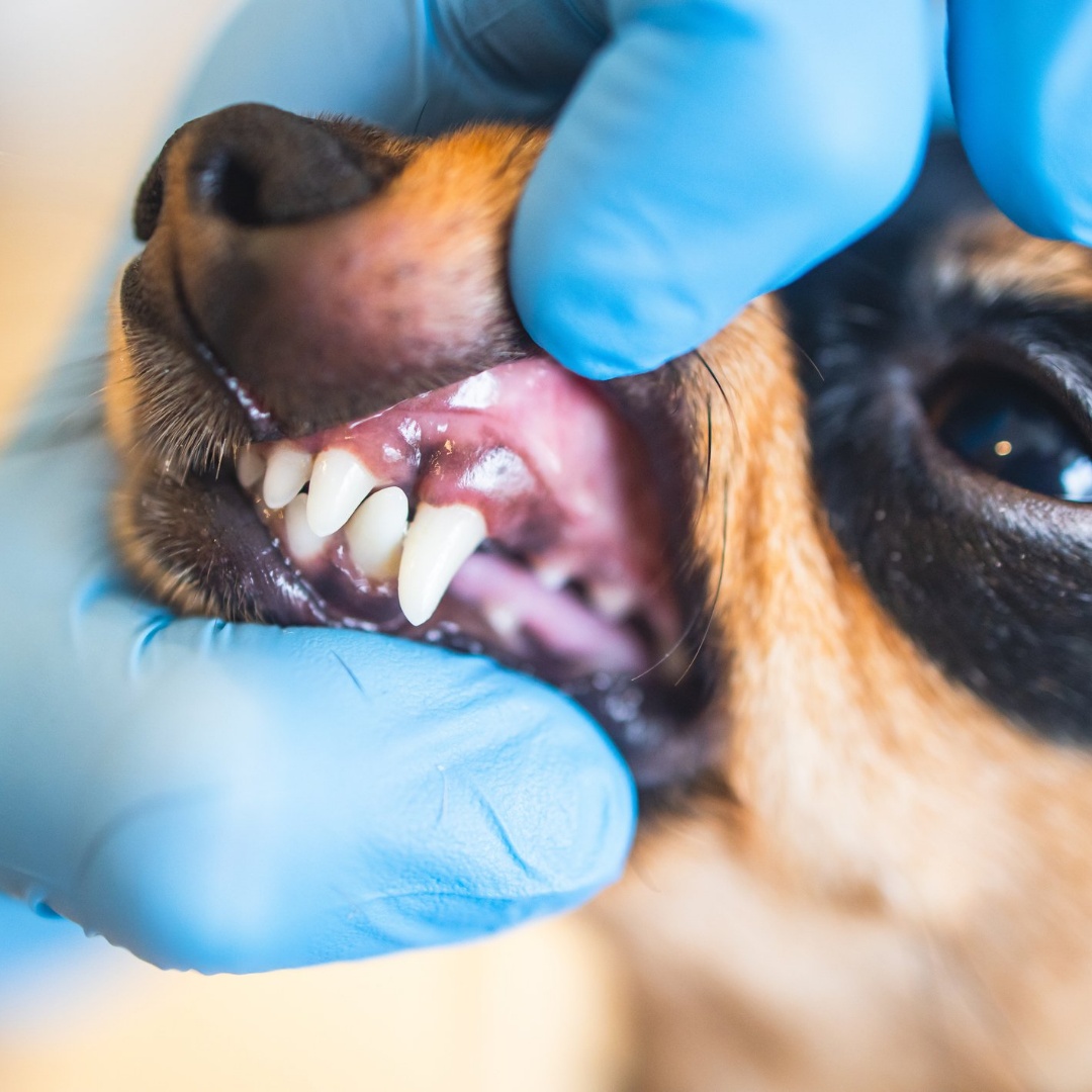 Allwest Animal Hospital Abbotsford