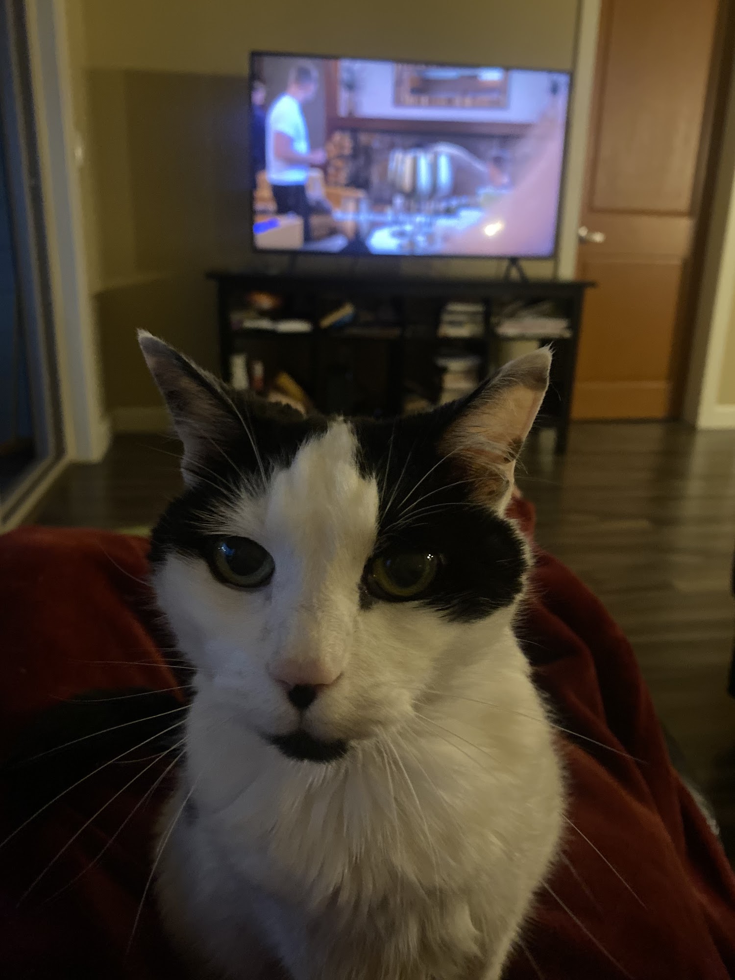 Allwest Animal Hospital Abbotsford