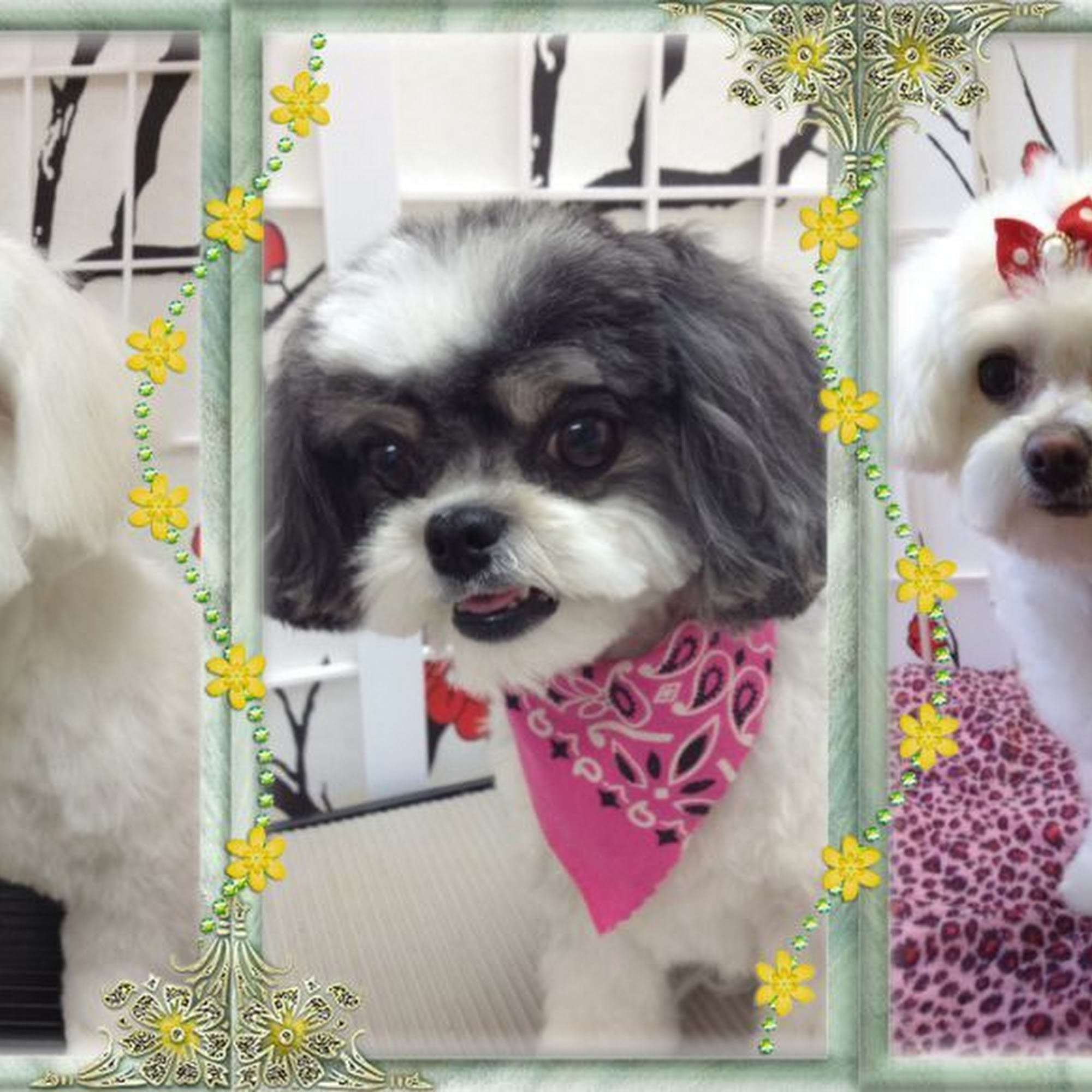 Danielle's Dog Grooming Studio Abbotsford