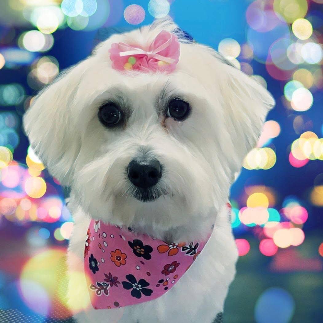 Danielle's Dog Grooming Studio Abbotsford