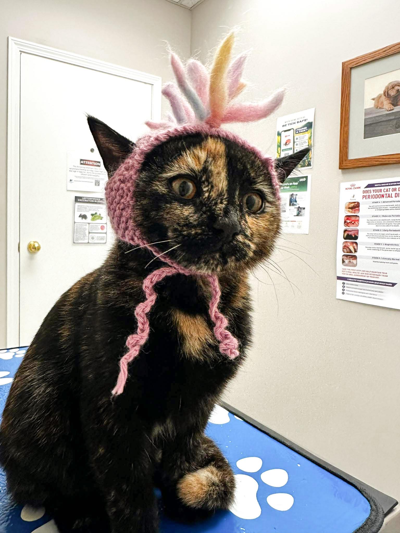 Armstrong Veterinary Clinic Armstrong