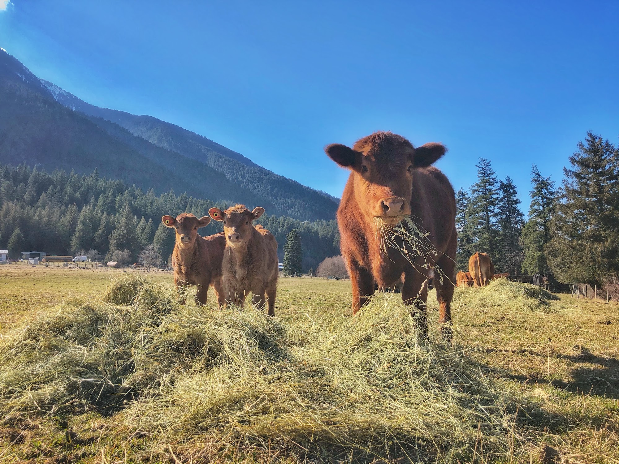 Washtock Family Farm Beef Sales Boston Bar