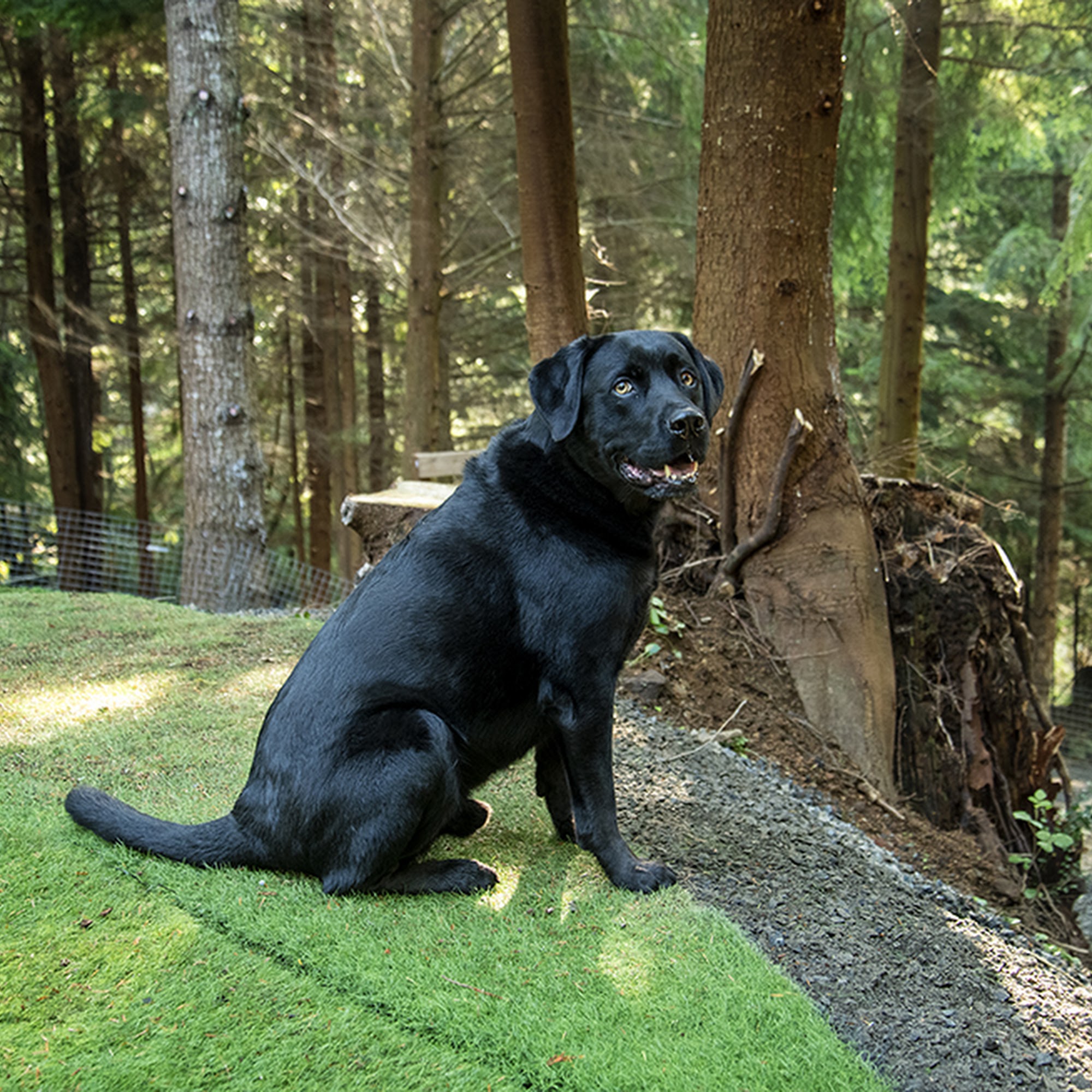 Bowen Island Dog Ranch Bowen Island
