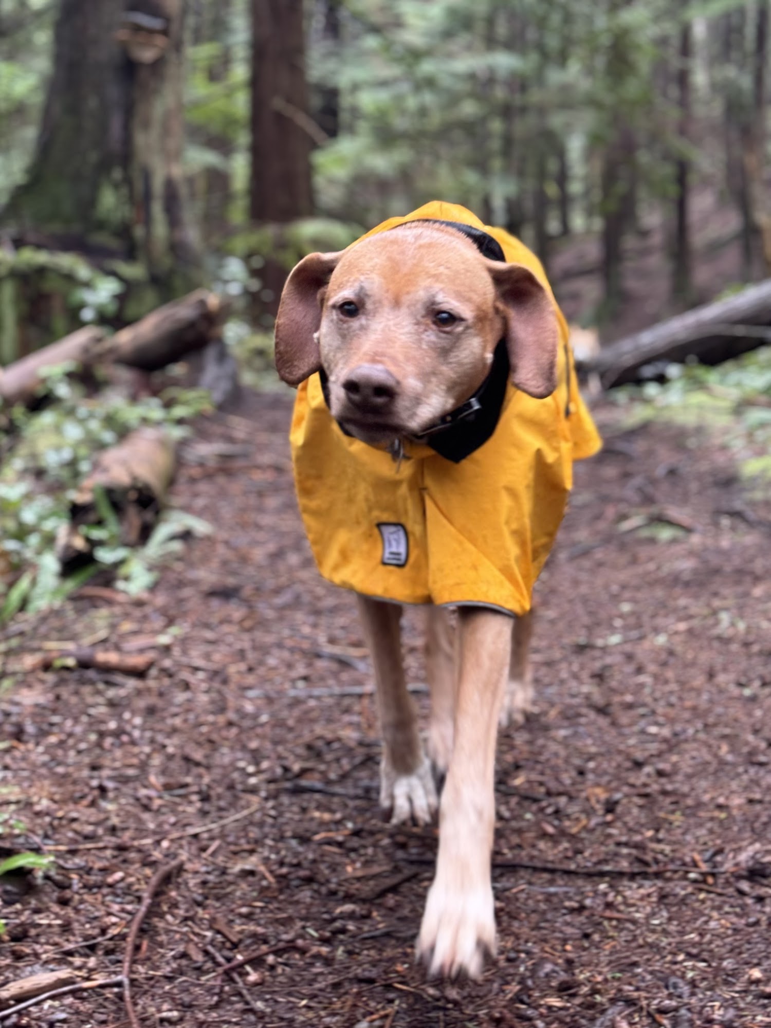 Bark Pet Care Dog Walking & Training Bowen Island