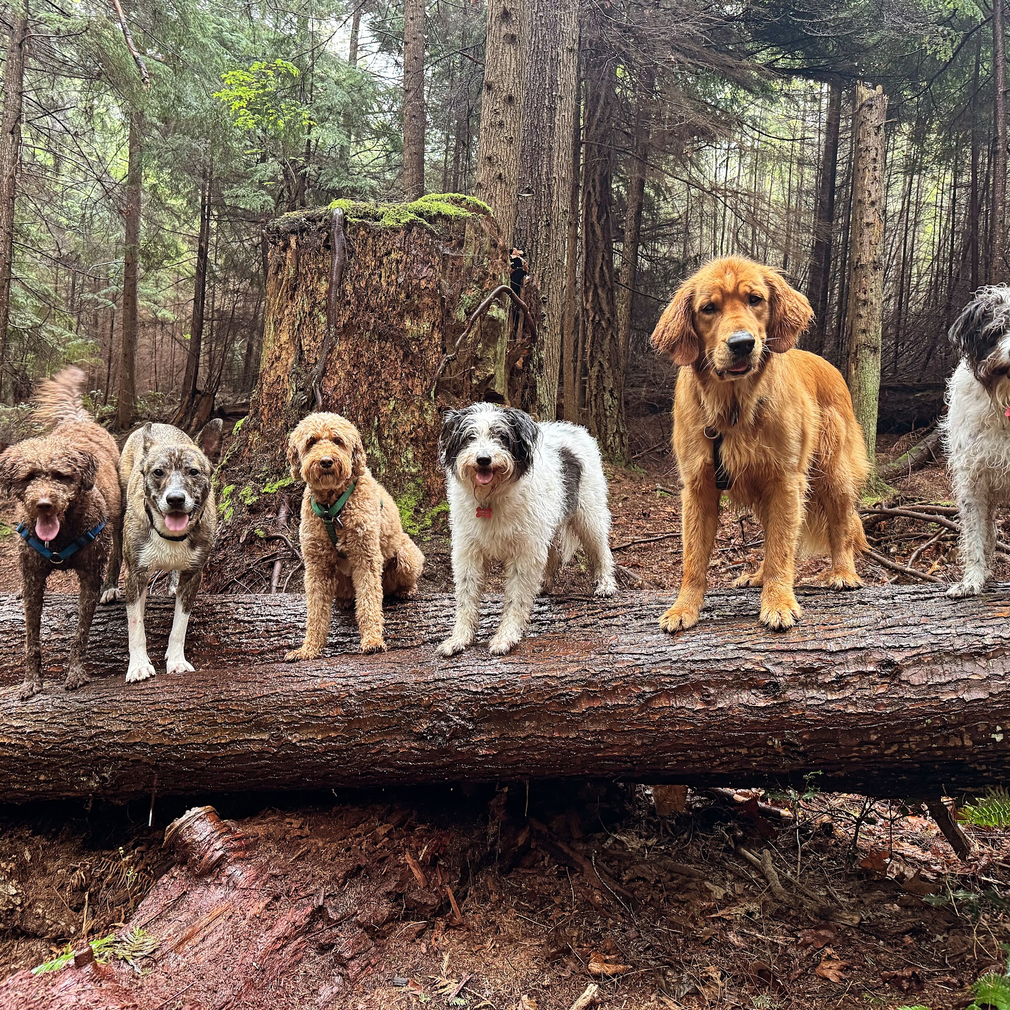 Bark Pet Care Dog Walking & Training Bowen Island