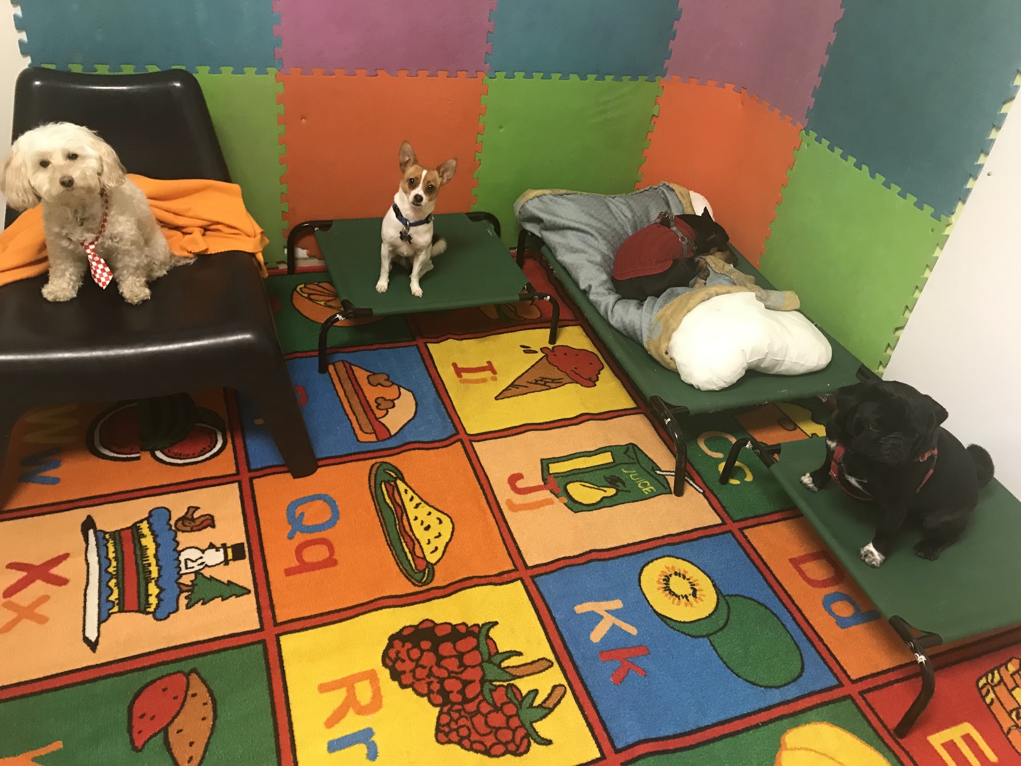 Pup Culture Dog Daycare Burnaby