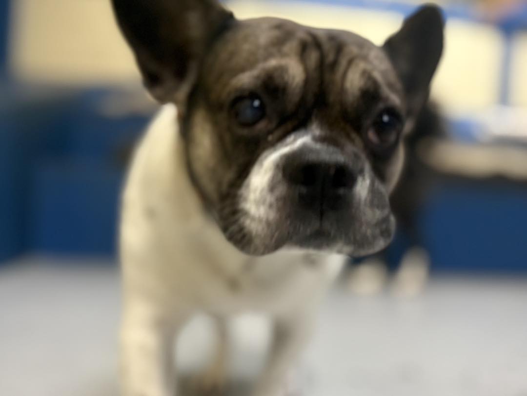 Metro Dogs Daycare & Grooming Salon Burnaby