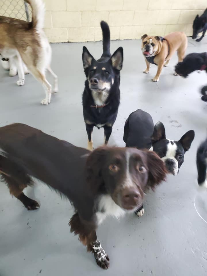 Metro Dogs Daycare & Grooming Salon Burnaby