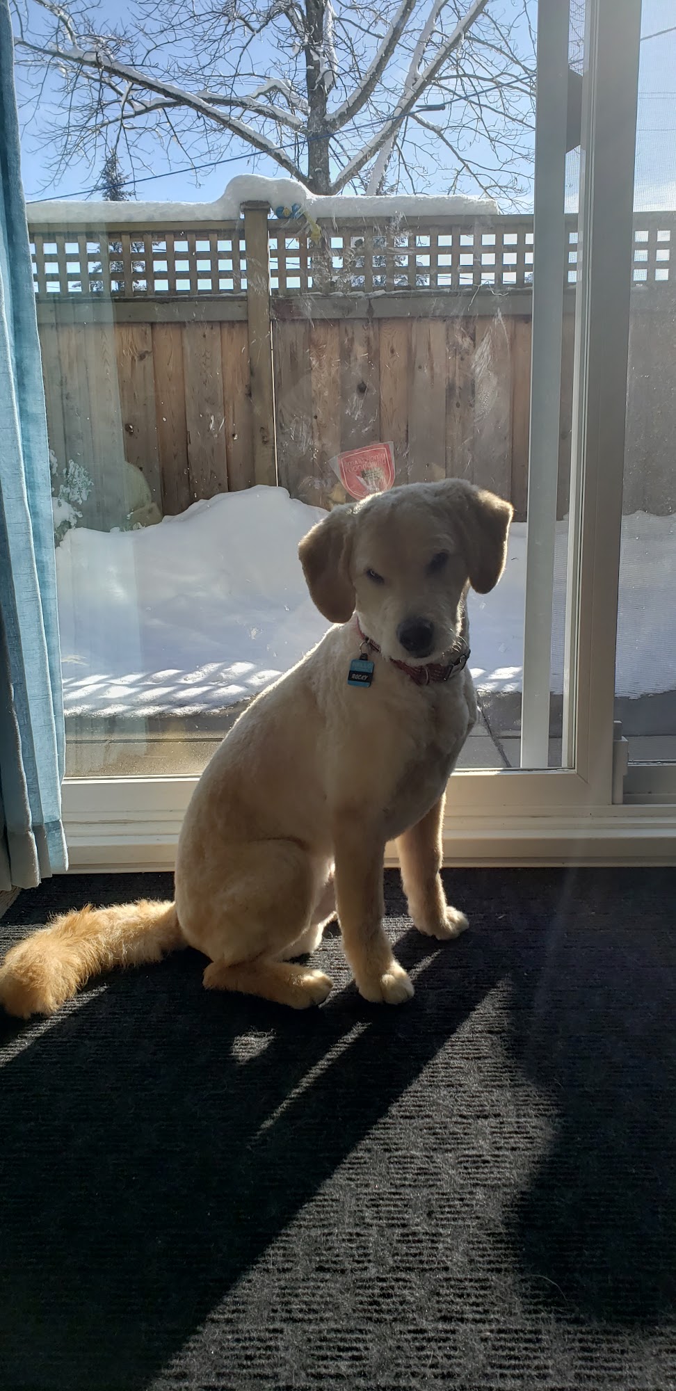 Posh Dog Grooming Services Burnaby