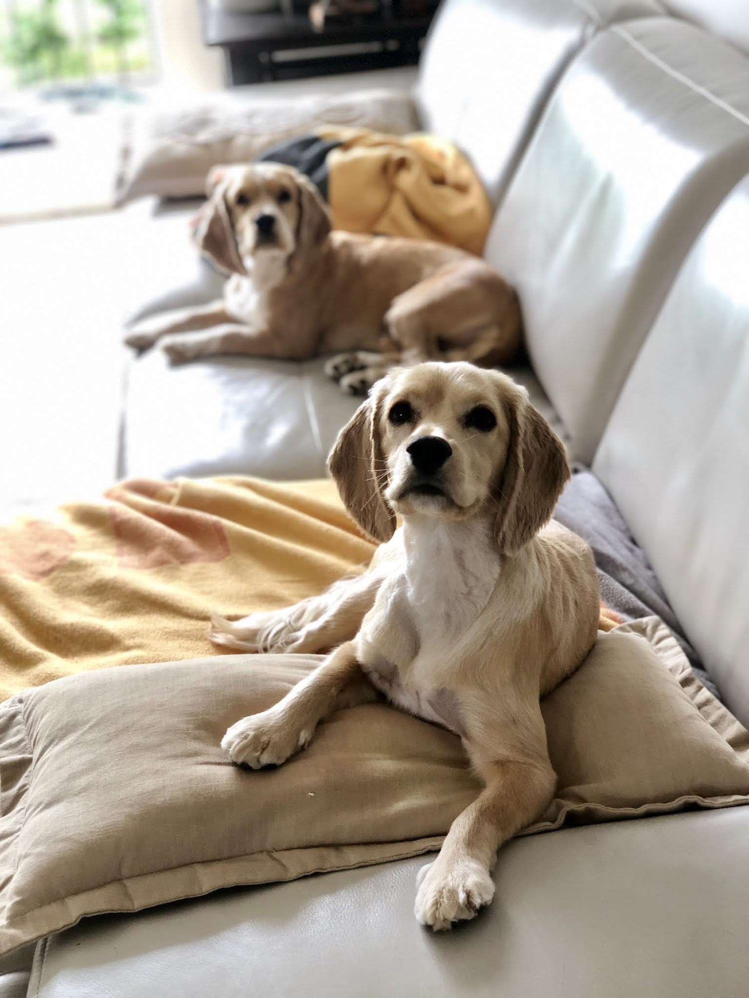 Van Pet Burnaby Burnaby