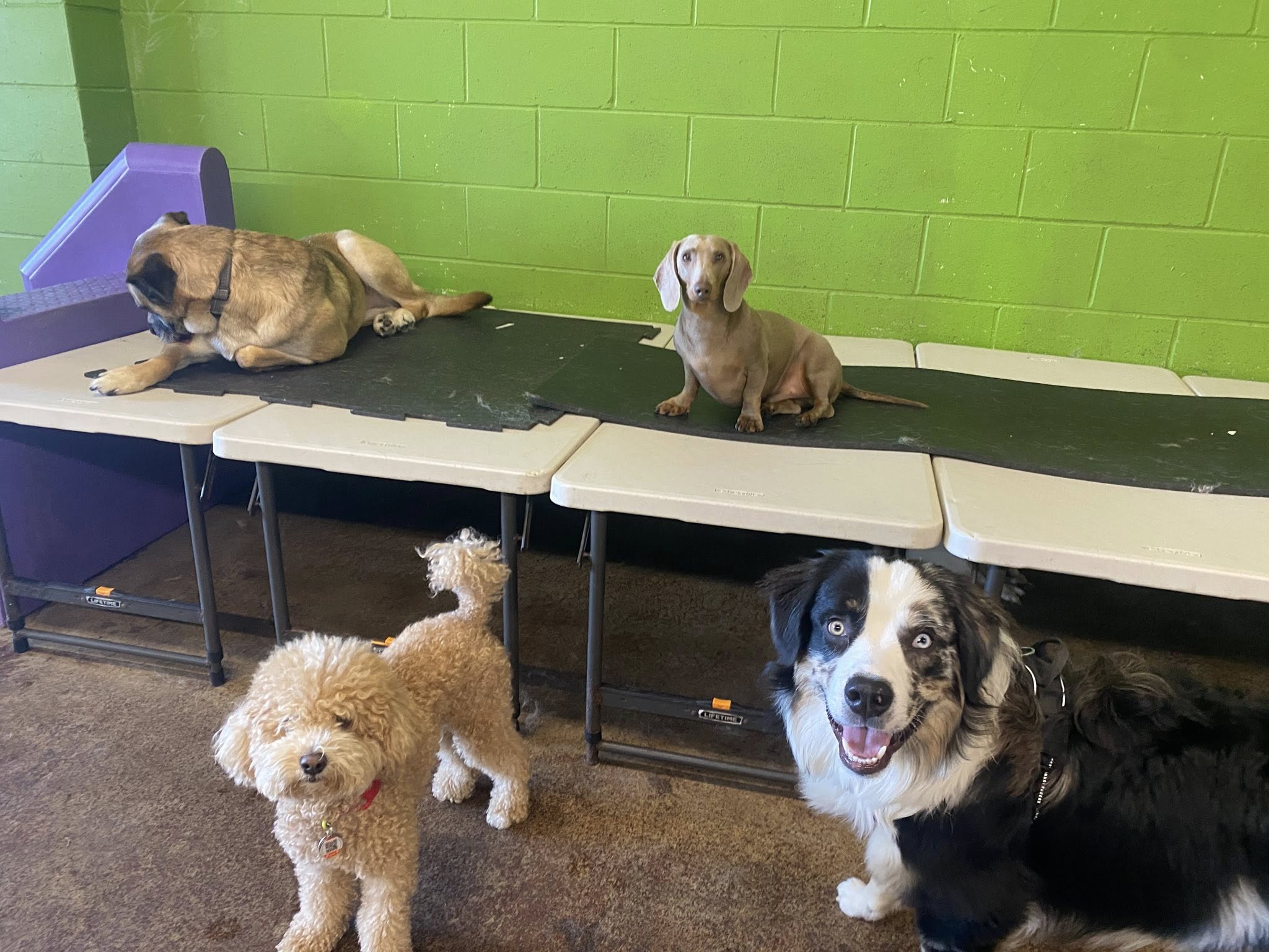 Lucky's Doggy Daycare Burnaby