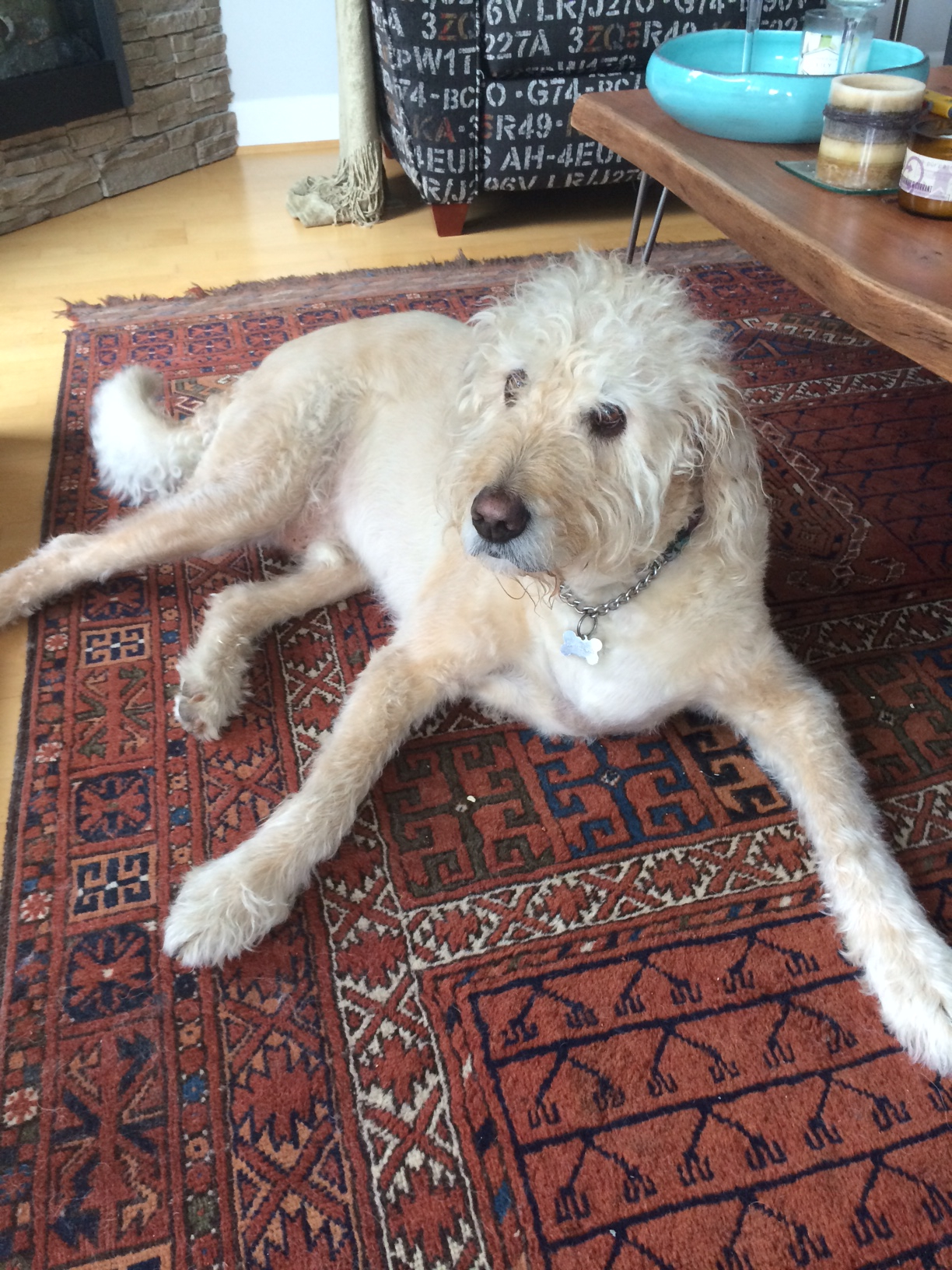 Hastings Veterinary Hospital Burnaby