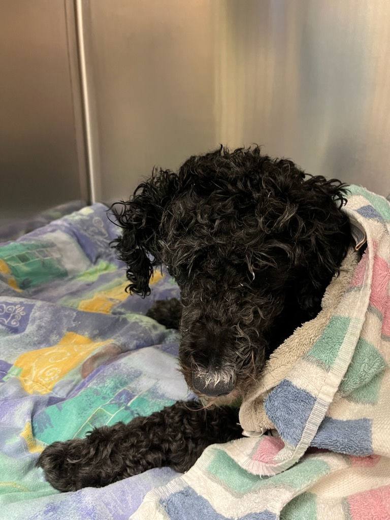 Burnaby New Westminster Animal Hospital Burnaby