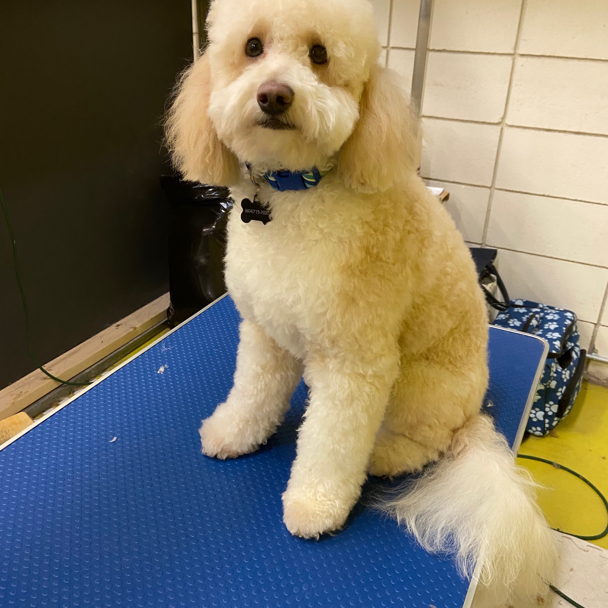 Puptown Girls Dog Daycare & Spaw Burnaby