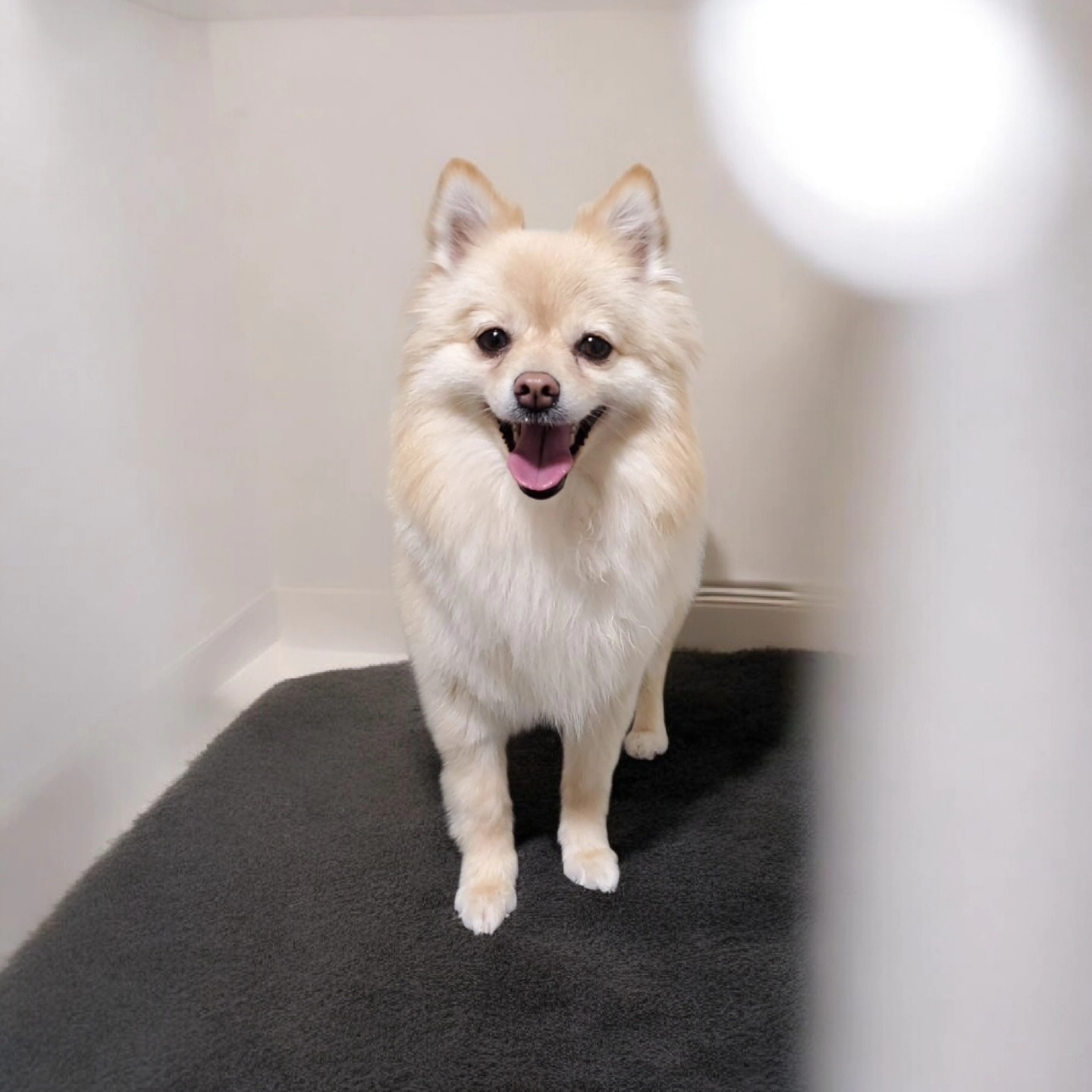 Pet Pet Square Burnaby